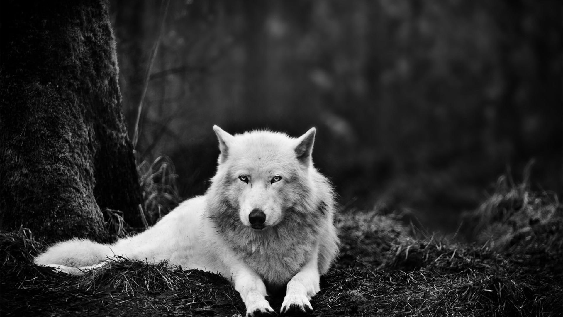 wolf, scale, forest, 1080P, 1920x1080, photo, animals, gray, HD Wallpaper
