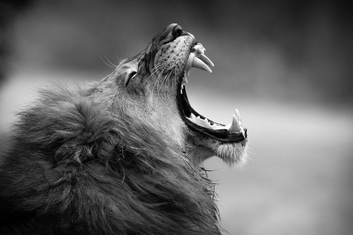 lion, scale, photo, animals, gray, 480P, monochrome, mouth, anger, HD Wallpaper