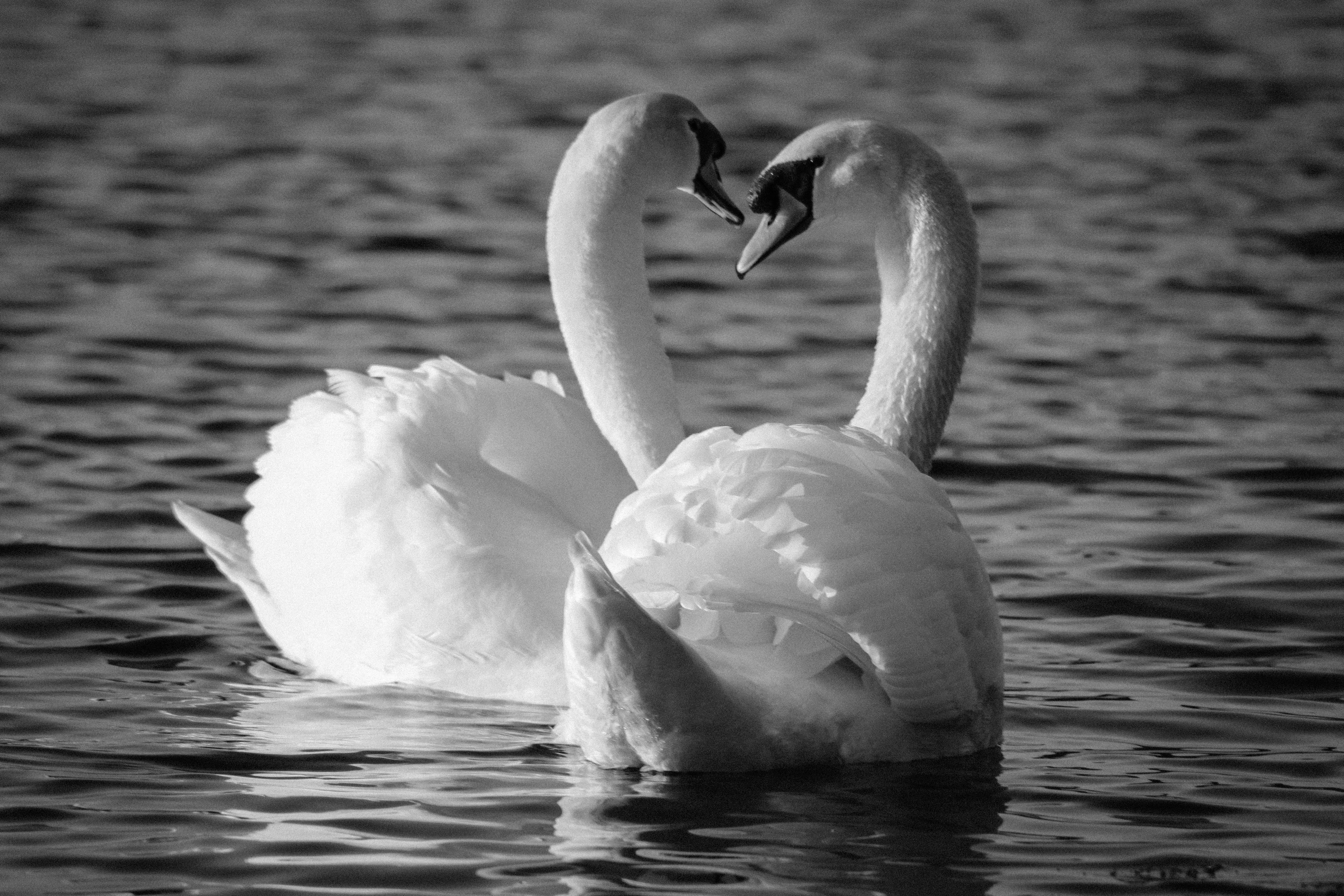 passion, poetic, beauty In Nature, couple, bay, photography, heart, Atlantic Wharf, gray, wildlife, Mute Swans, animal, mute, water, photographers, britain, HD Wallpaper