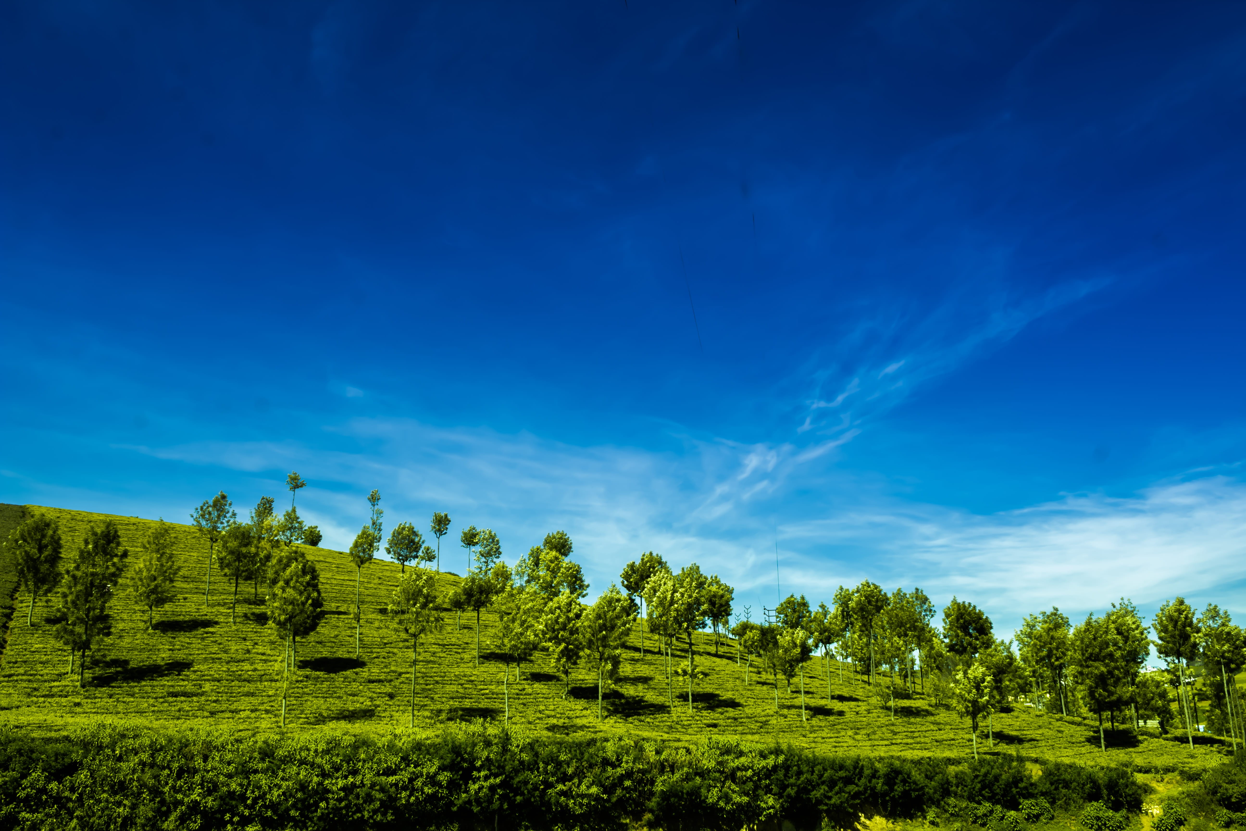 idyllic, land, tranquility, 5K, trees, tea, cloud - sky, landscape, blue, clouds, photography, environment, day, bluehour, blusky, plant, scenics - nature, HD Wallpaper