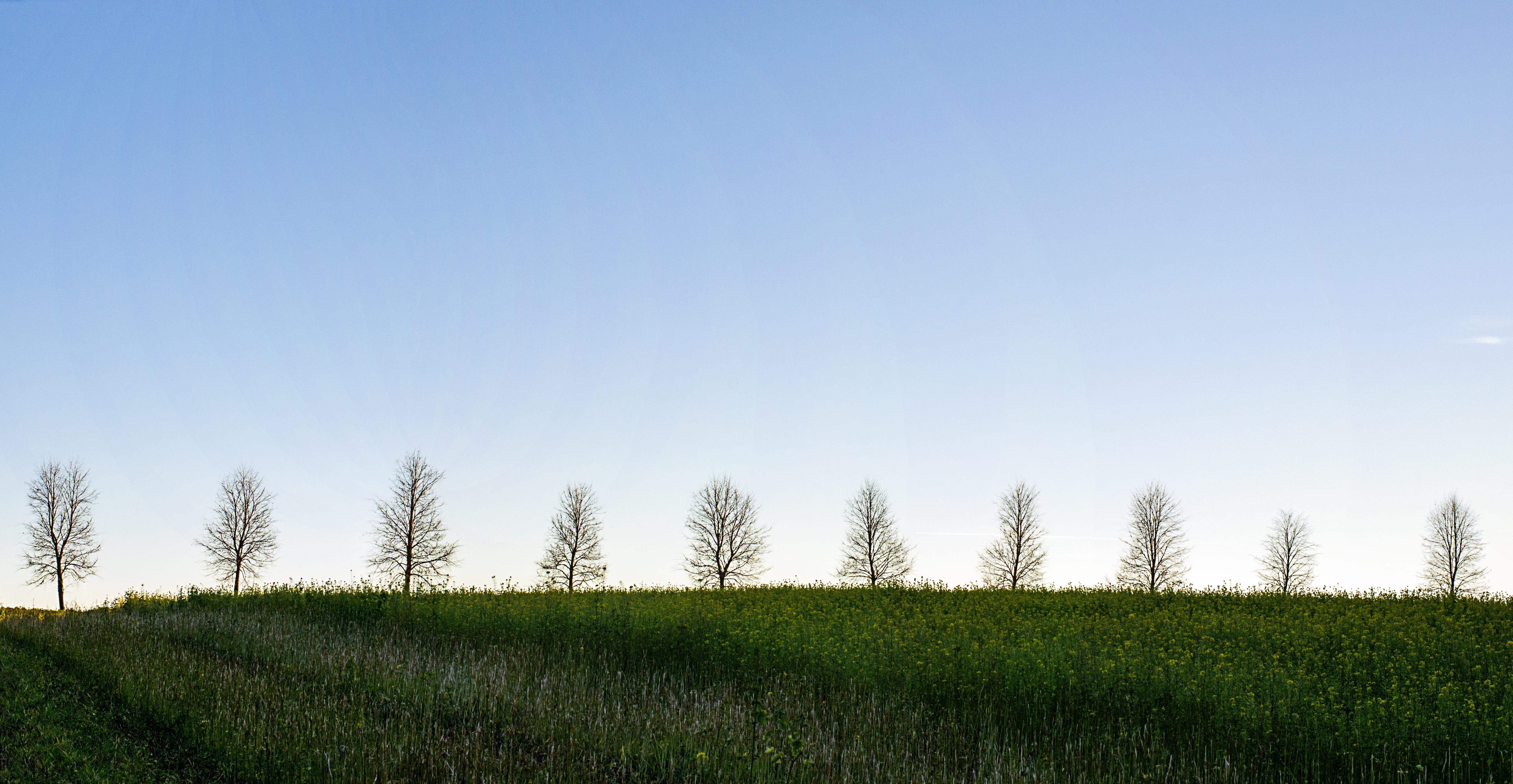 clear sky, copy space, green color, plant, outdoor, environment, grass, day, trees, 5K, blue, sky, idyllic, scenics, pano, tranquil scene, no people, line, HD Wallpaper