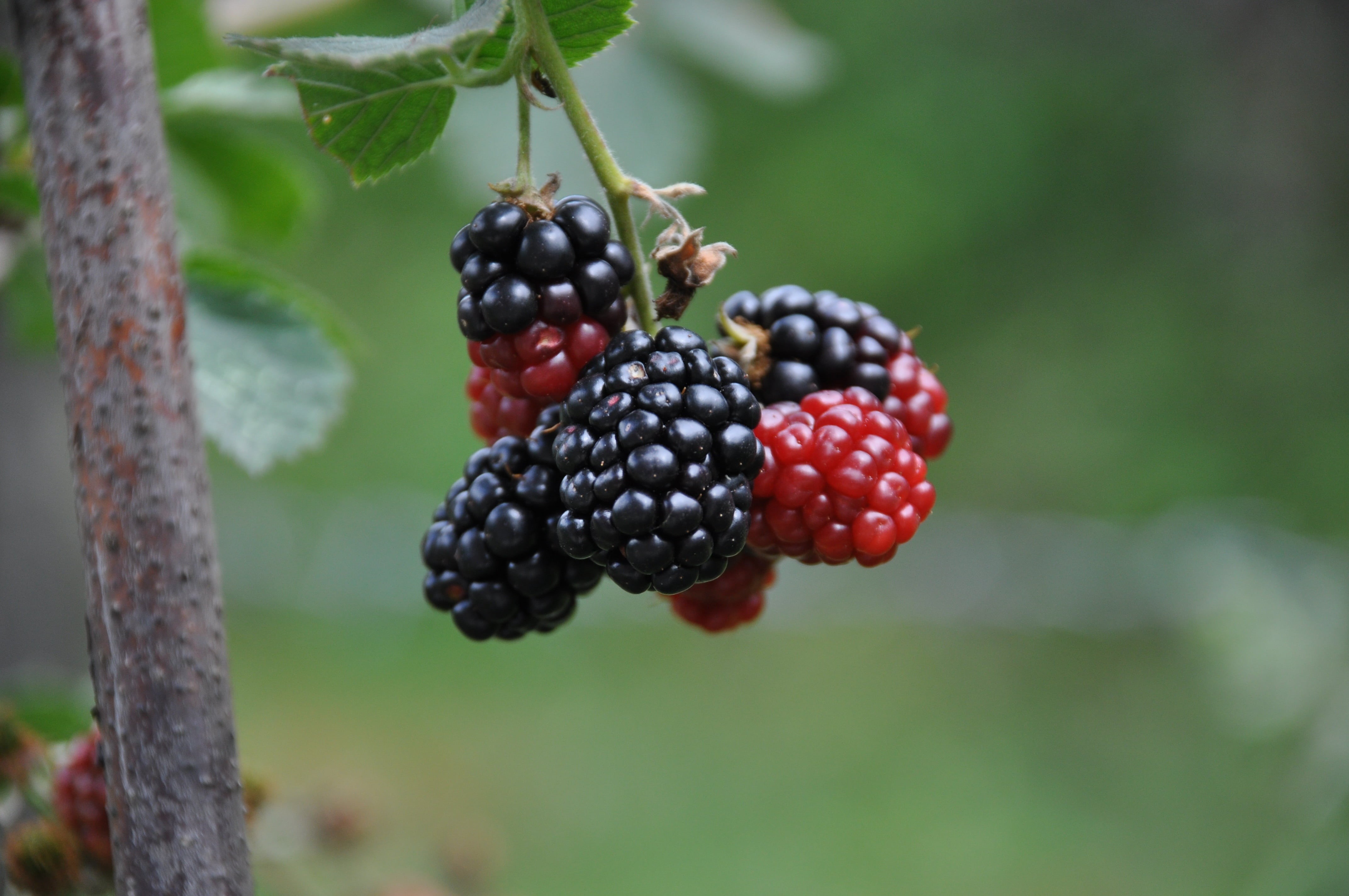 no people, blackberry - Fruit, red, growth, mother, green, day, sweet Food, fruit, purple, ks, wellbeing, nostalgia, black, orange, mulberries, hanging, HD Wallpaper