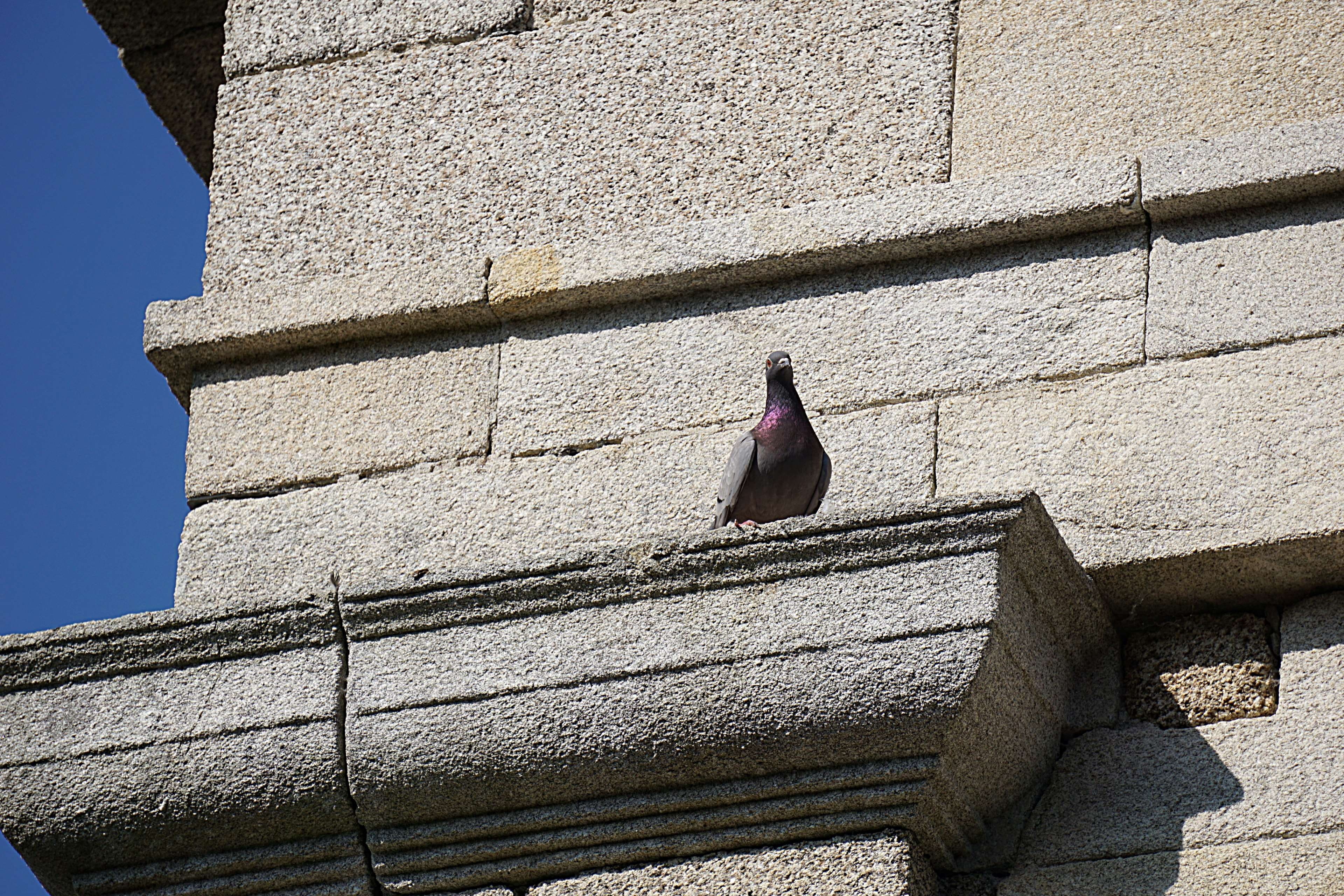 no people, animal wildlife, day, 4K, sunlight, architecture, ville, one animal, vertebrate, stone wall, building exterior, perching, faune, oiseau, shadow, HD Wallpaper
