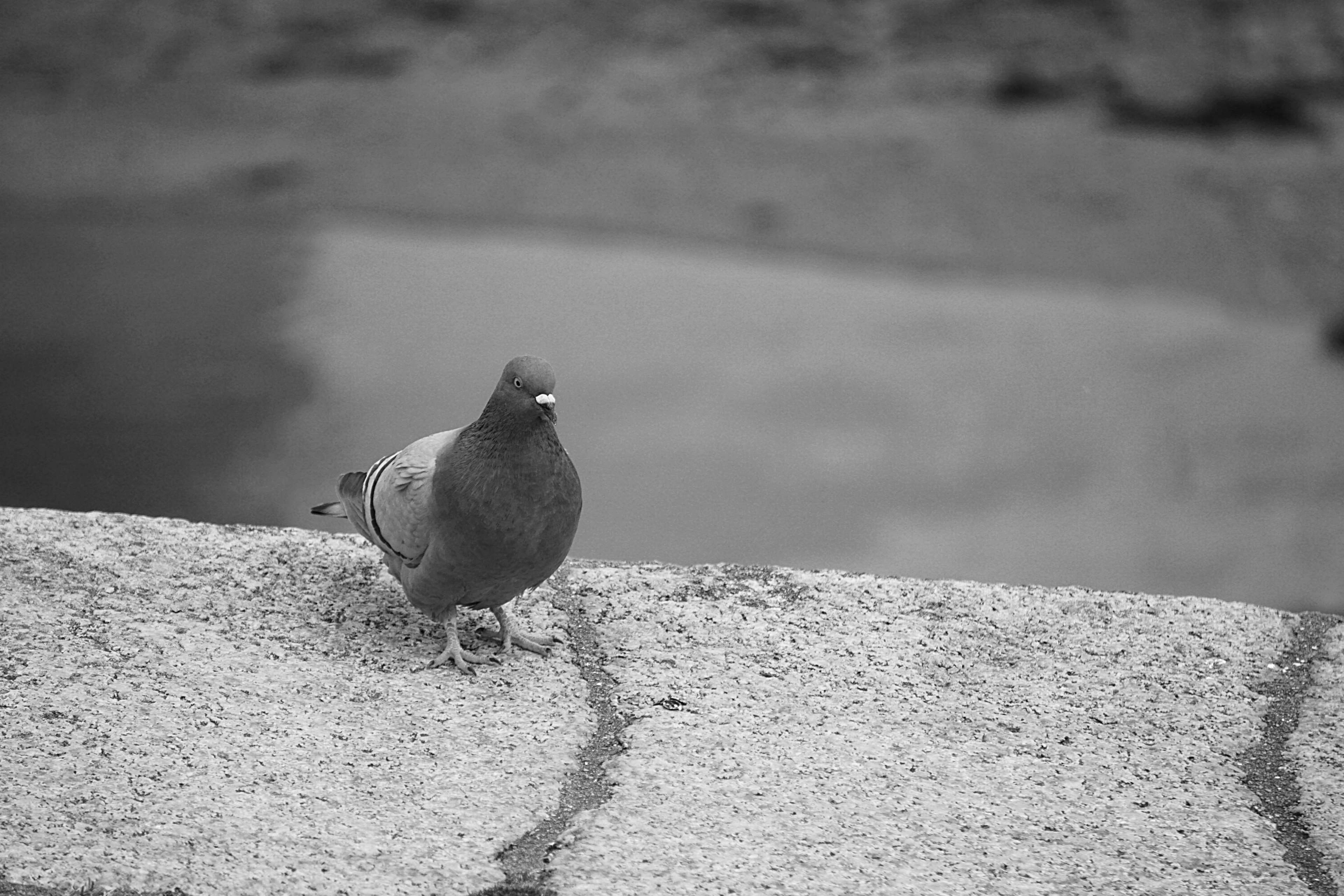 4K, plumes, retaining wall, day, animal themes, animal, one animal, vertebrate, mourning dove, oiseau, focus on foreground, perching, faune, noir et blanc, HD Wallpaper