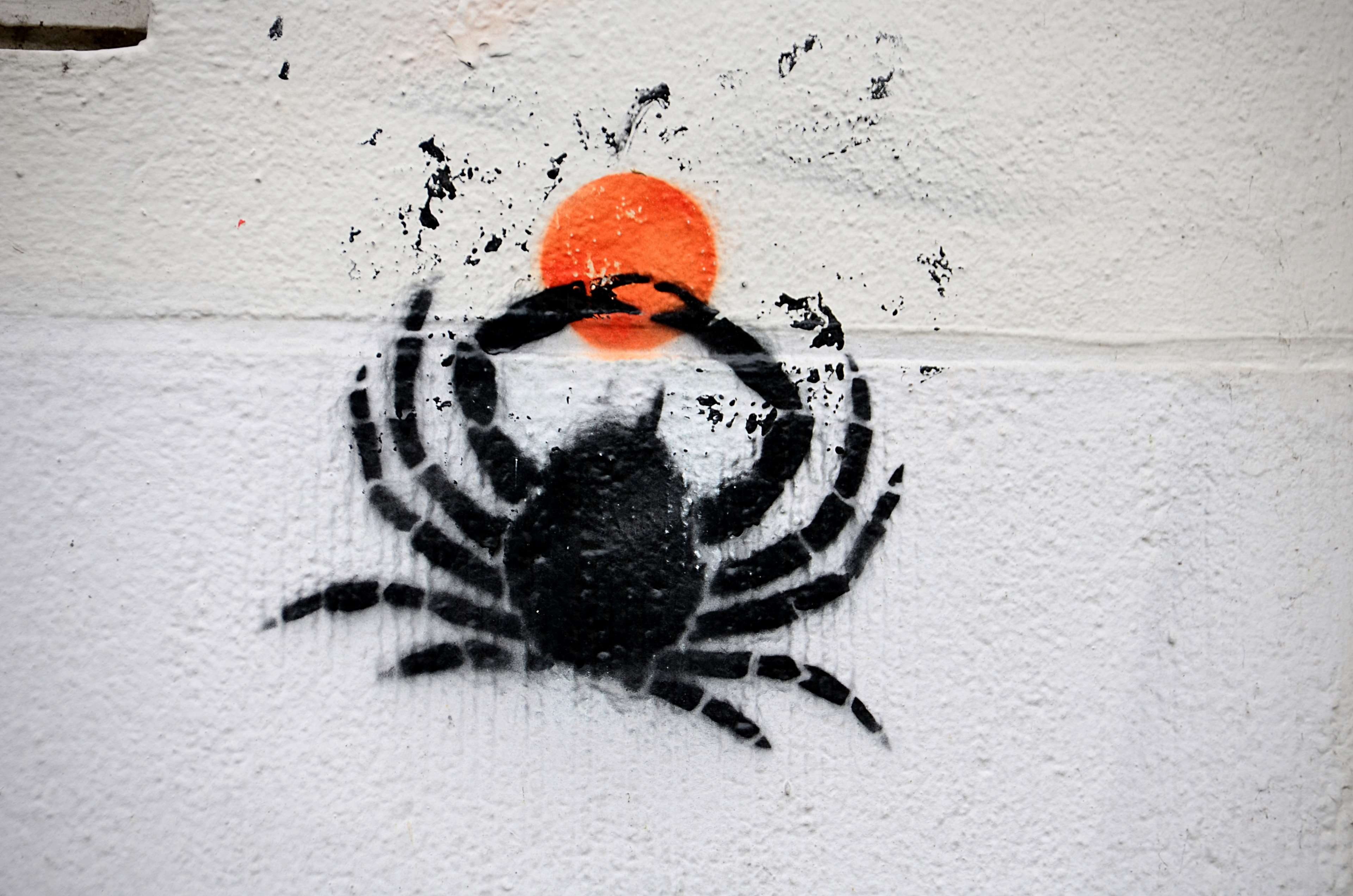 one animal, 4K, representation, animal wildlife, peinture, urbain, animal, orange color, artiste, tag, animals in the wild, pochoir, wall - building feature, HD Wallpaper