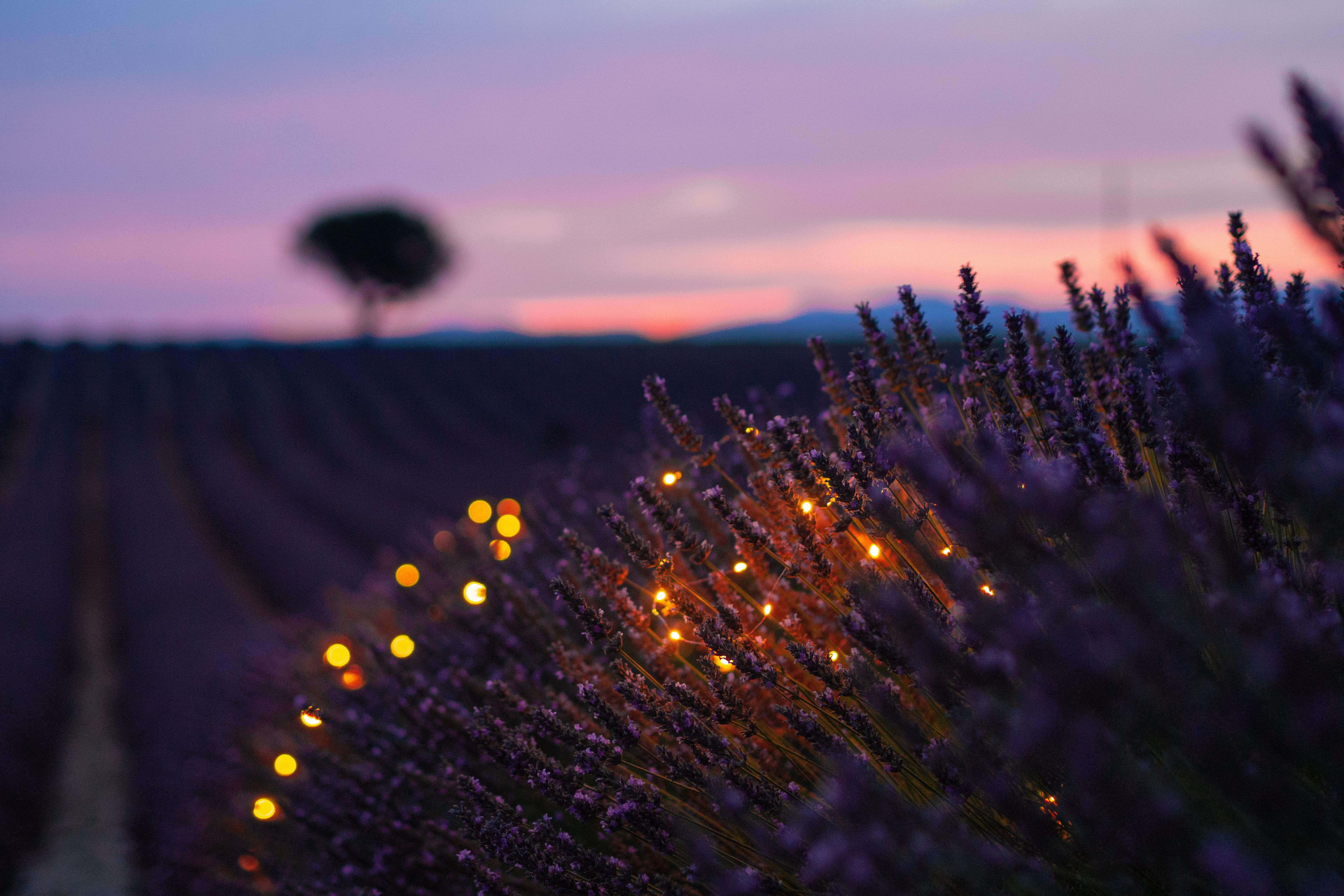 plants, in A Row, field, scenics, backgrounds, violet, leafed, sunset, wallpeper, love, france, 4K, dusk, landscaped, light, rural Scene, bright, night, HD Wallpaper