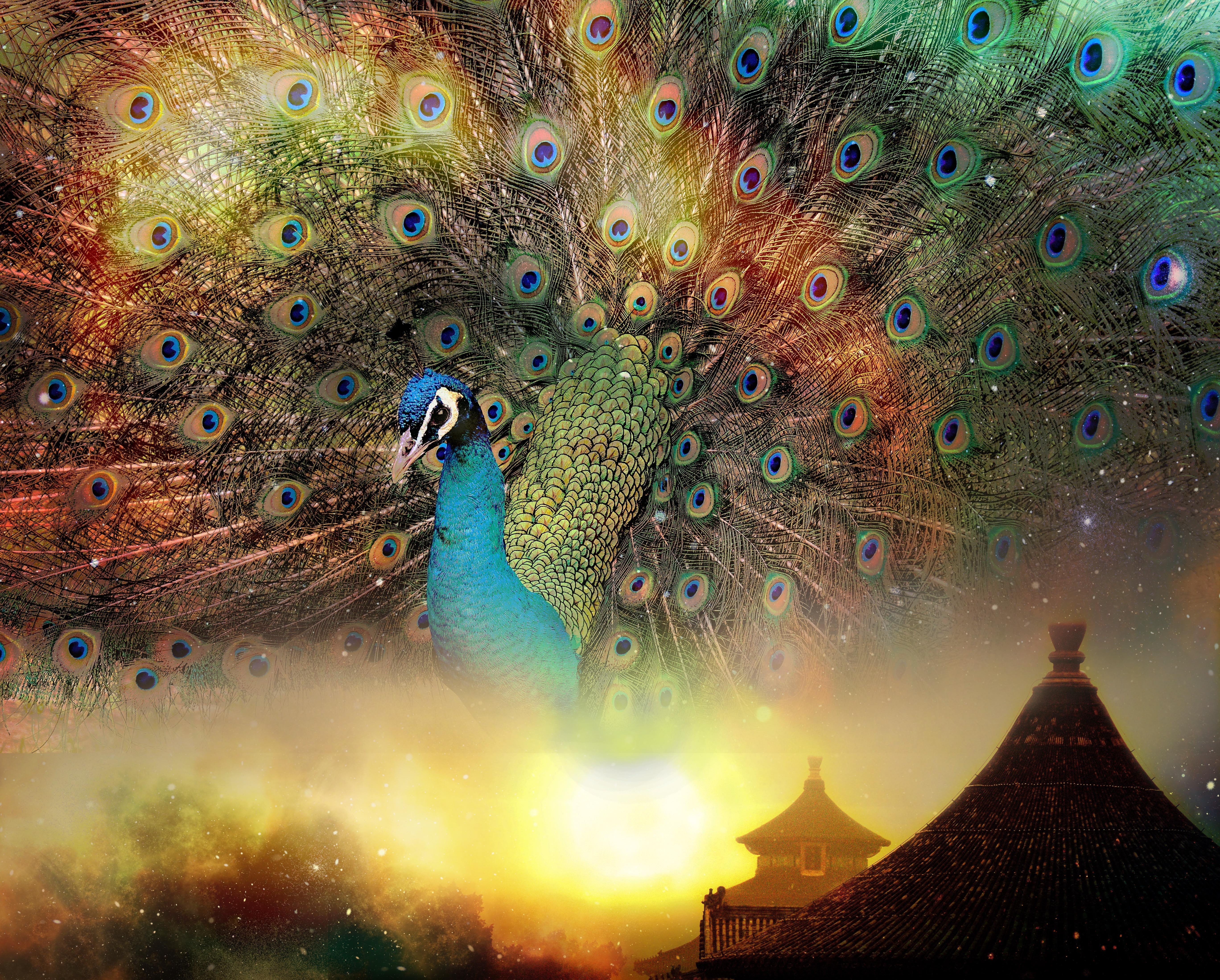 lifestyle, one animal, close-up, animal wildlife, feng shui, animals in the wild, vertebrate, day, blue, pagoda, multi colored, culture, beauty in nature, HD Wallpaper
