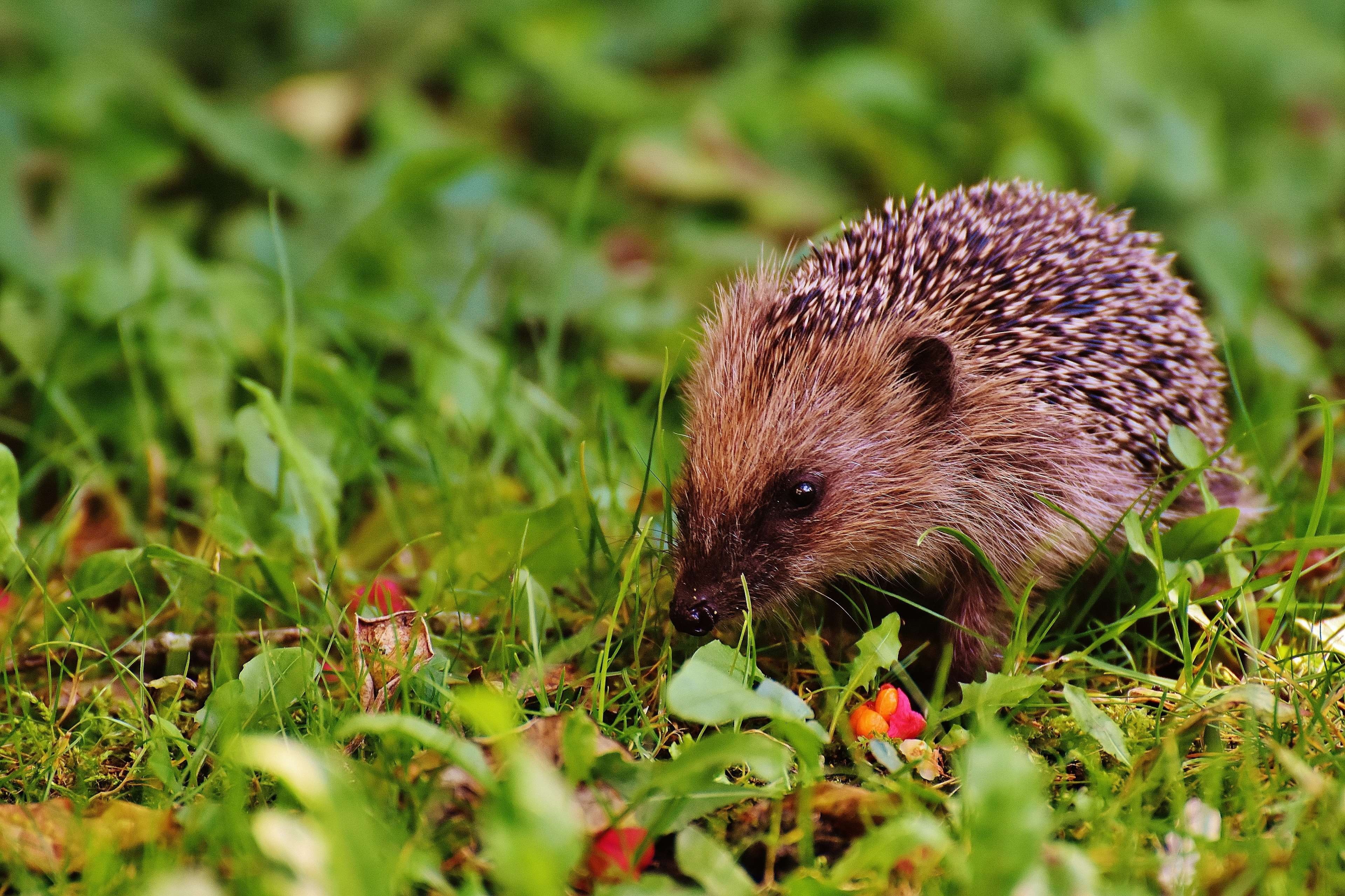 wild, animals in the wild, day, no people, blur, flowers, vertebrate, one animal, little, mammal, plant, land, rodent, animal wildlife, environment, leaves, HD Wallpaper