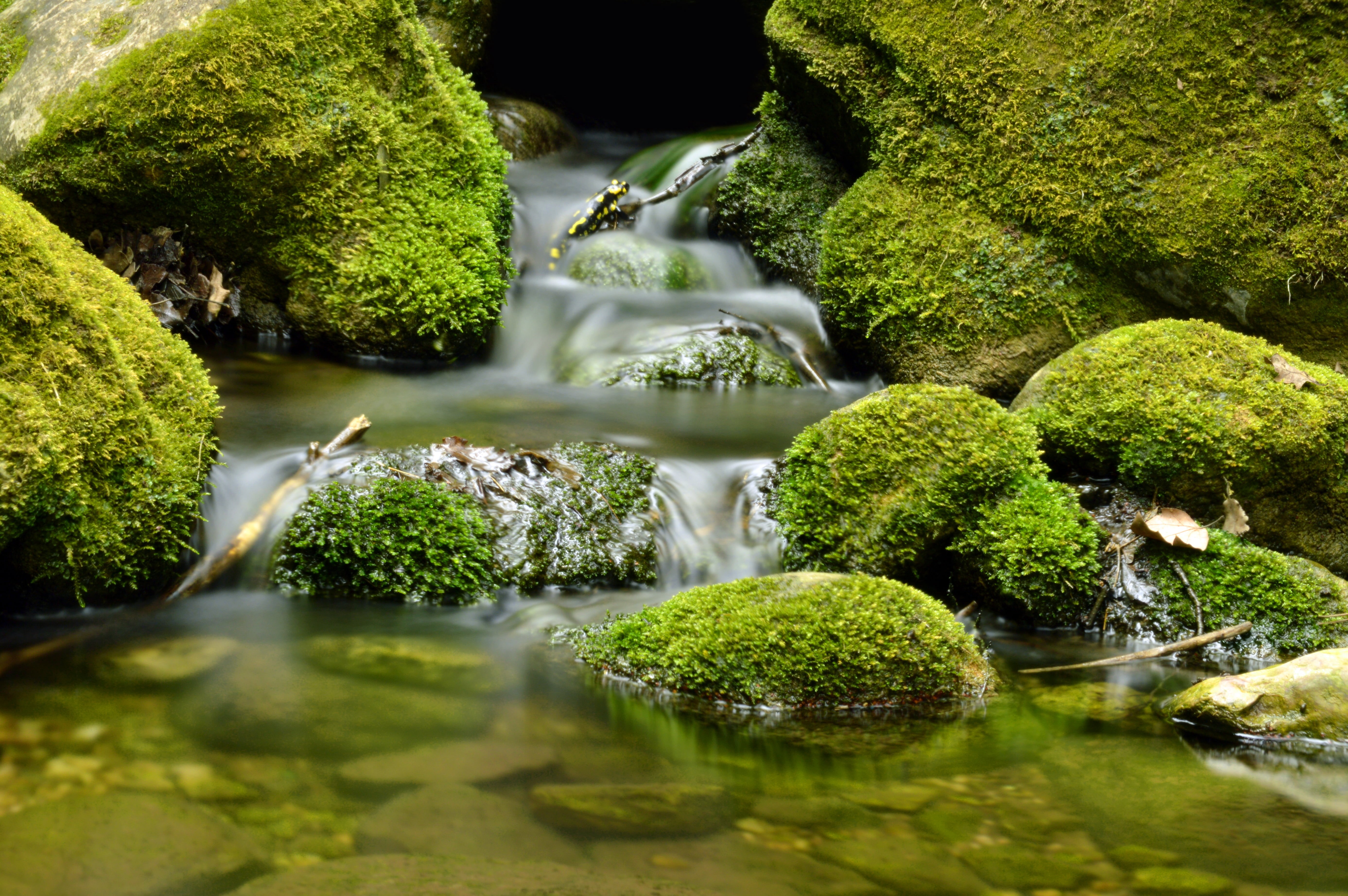 eau, roca, fleuve, natura, acqua, 5K, tree, forest, water, photography, Felsen, agua, Long-exposure, Wasserfall, exposure, exposure  time, long exposure photography, HD Wallpaper