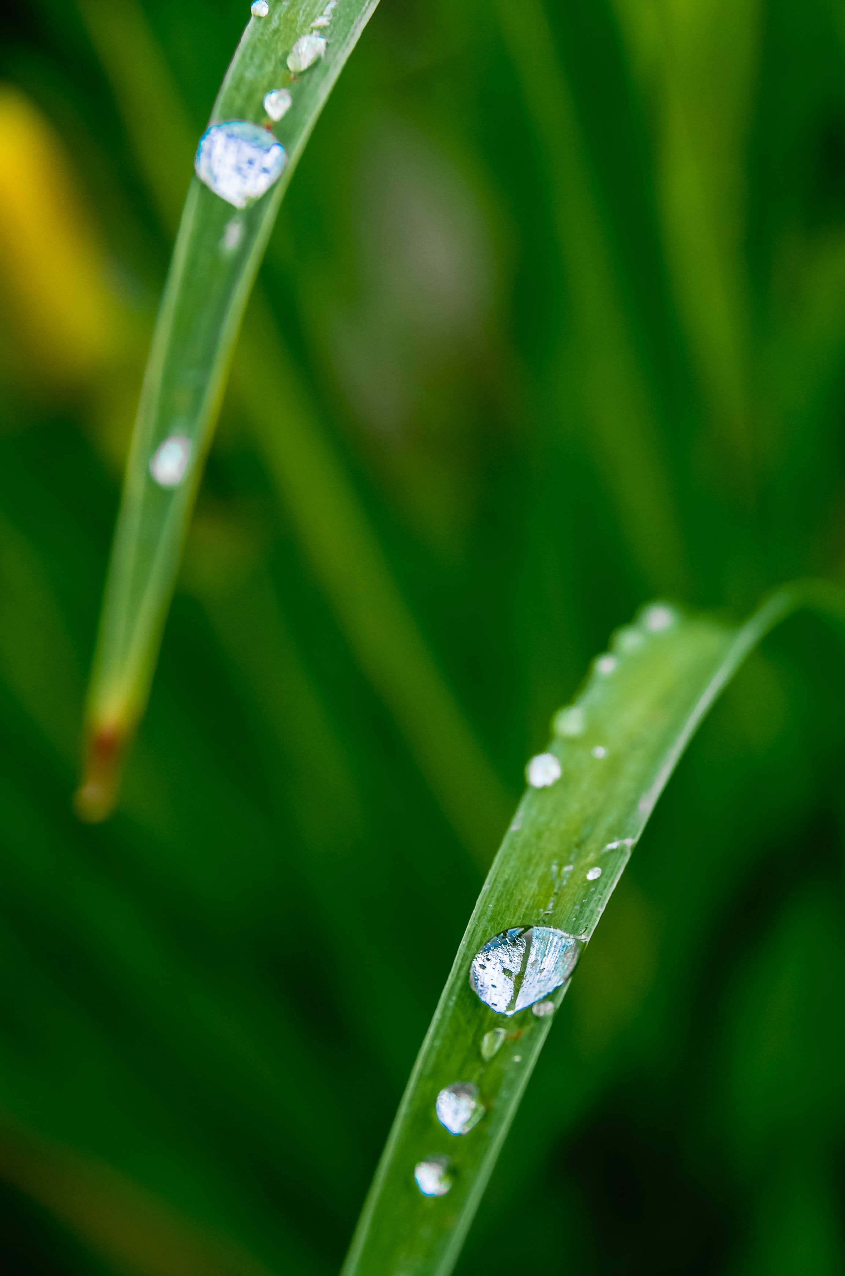 waterdrop, plant part, purity, green, route, nature, path, wet, no people, italy, plant, close-up, outdoors, trees, 4K, solarolo, freshness, blade of grass, Phone HD Wallpaper