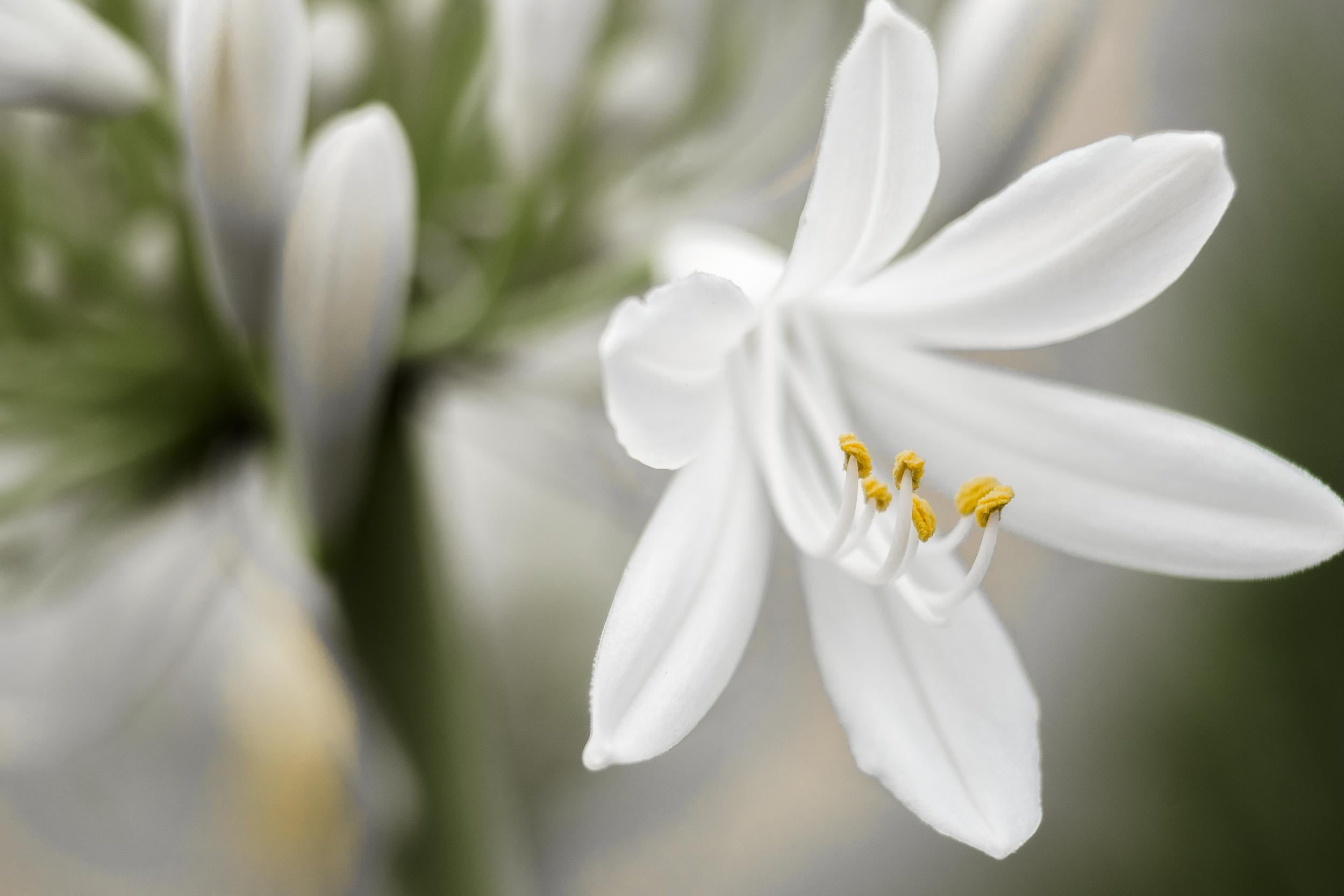 nature, nikon  D750, close-up, jaune, white, summer, petaled, NIKKOR, f4.0, she talks to angels, petal, blanc, 1080P, plant, yellow, beauty In Nature, HD Wallpaper
