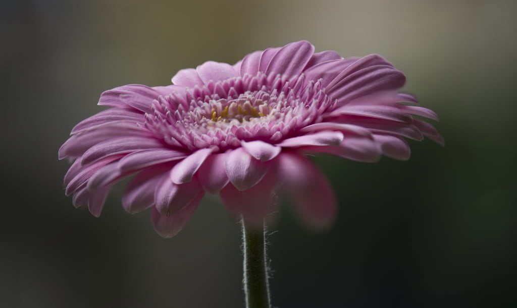 nikon  D750, nature, close-up, Gerbera, beauty In Nature, closeup, daylight, 480P, flower Head, single Flower, plant, petals, petal, bokeh, summer, macro, HD Wallpaper