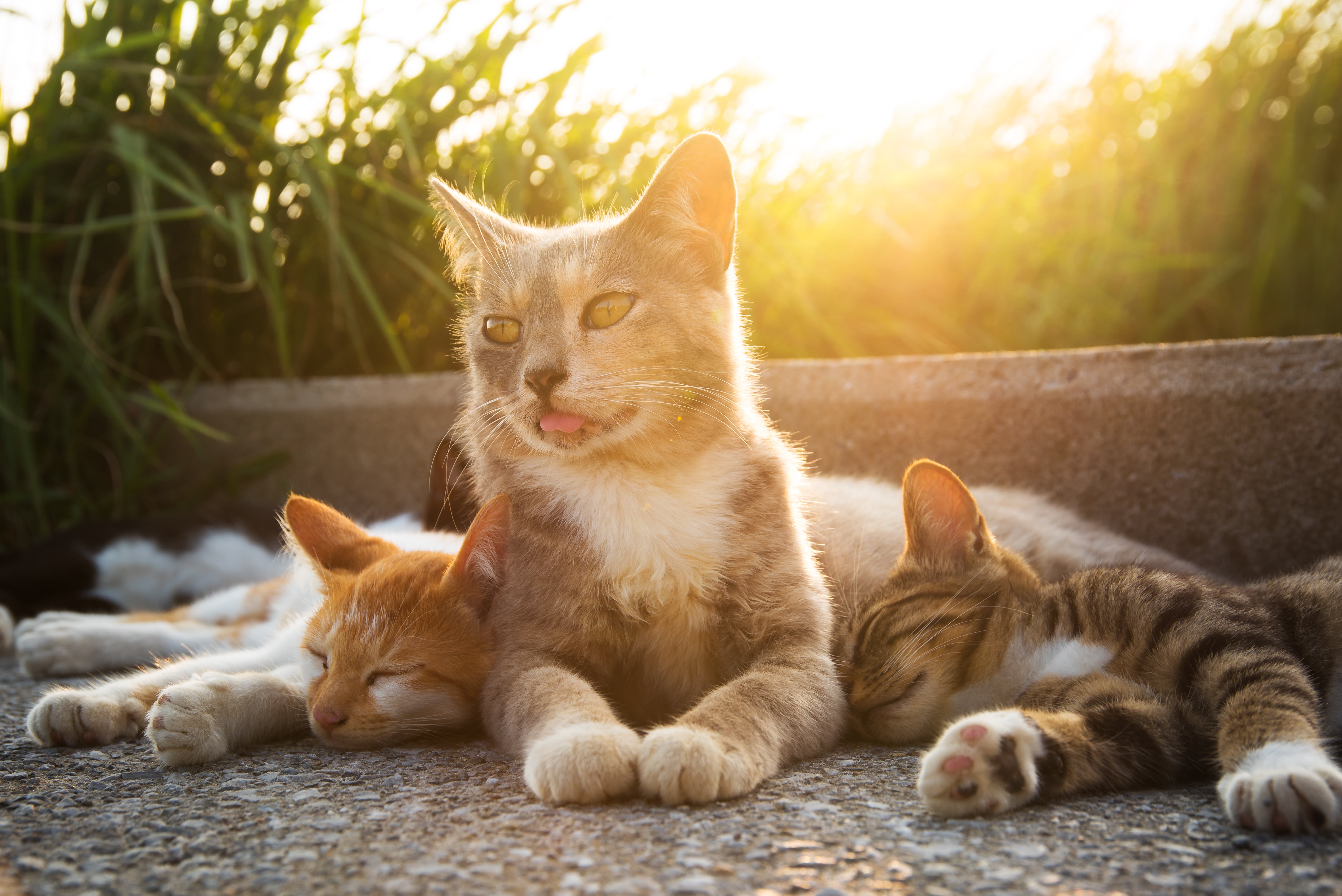 domestic Cat, daytime, surround, 5K, daylight, ネコ, kitten, nature, group, NIKON  D750, feline, SIGMA, outdoors, Japan, animal, cute, cats, pets, domestic Animals, HD Wallpaper