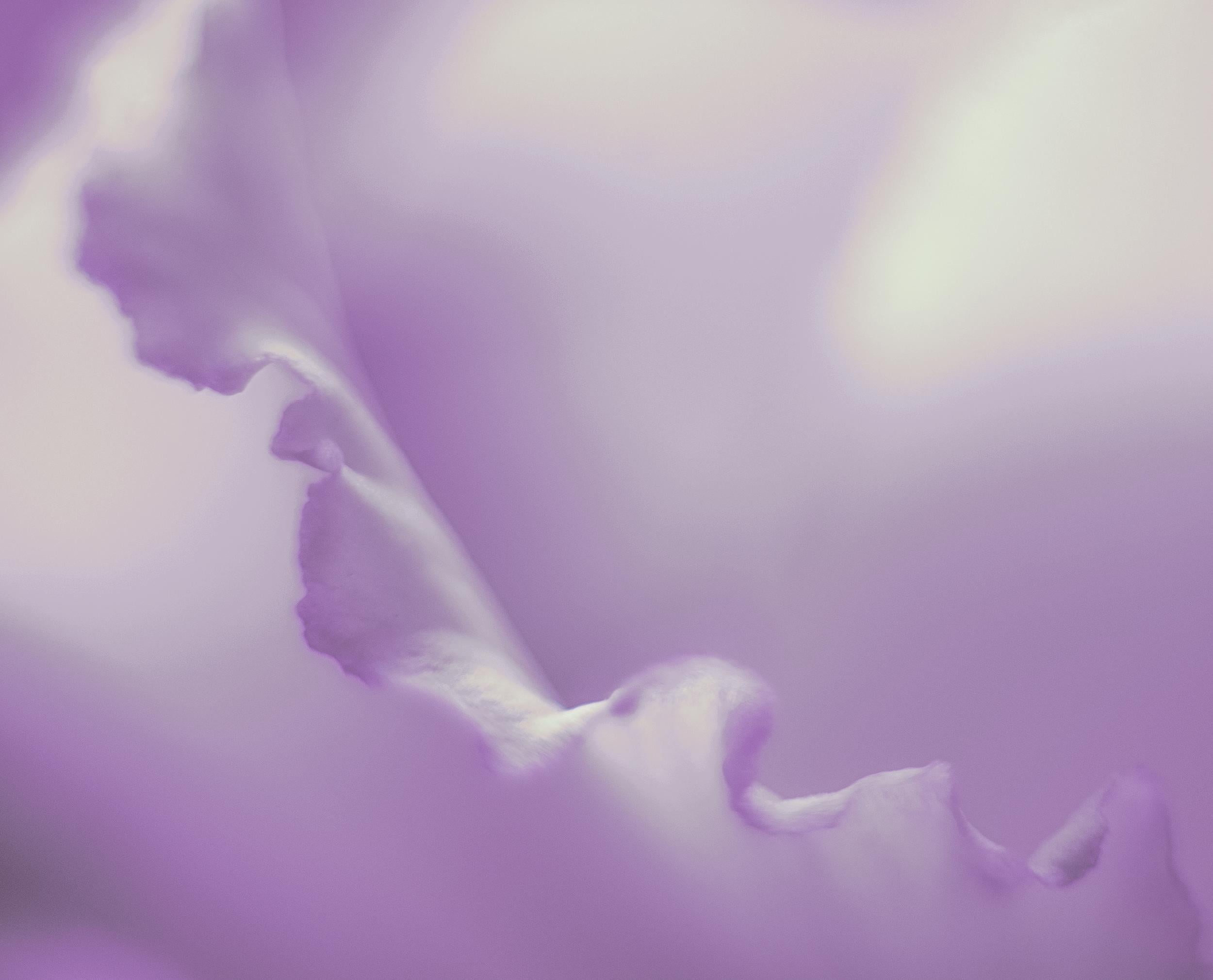 purple flower, flower, macro, Yann, Shades of pink, fade, 1080P, NIKKOR, flower buds, purple, buds, micro, EUROPE, close up, Nikon  D750, shot, HD Wallpaper
