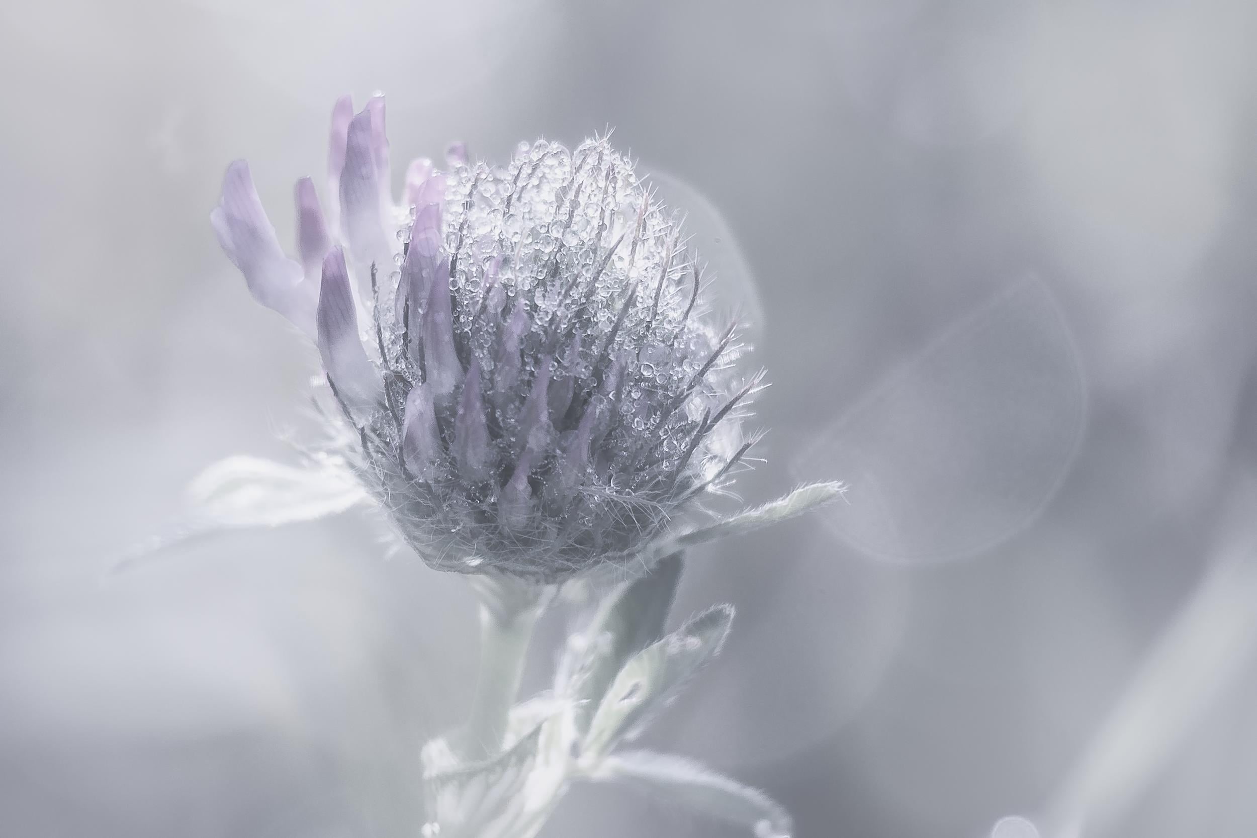depthoffield, closeup photography, blossom, photography, pastel, close-up, nature, soft  light, flower, lumière, macro, Clover, Nikon  D750, bokeh, 1080P, HD Wallpaper