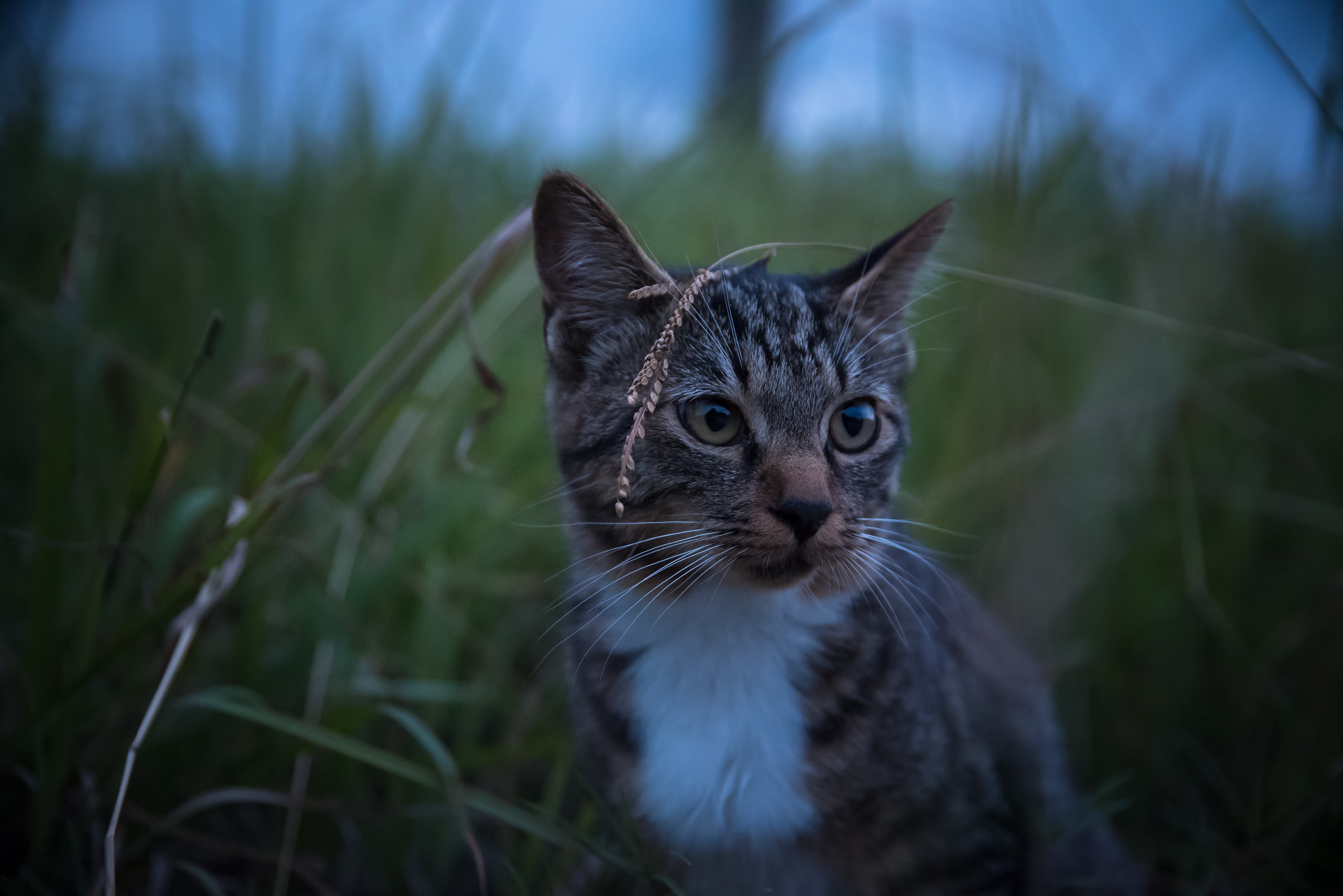 domestic Cat, ネコ, selective focus, 猫, SIGMA, NIKON  D750, selective, dark harvest, focus, 5K, Japan, nature, cute, brown, tabby cat, photo, feline, pets, HD Wallpaper