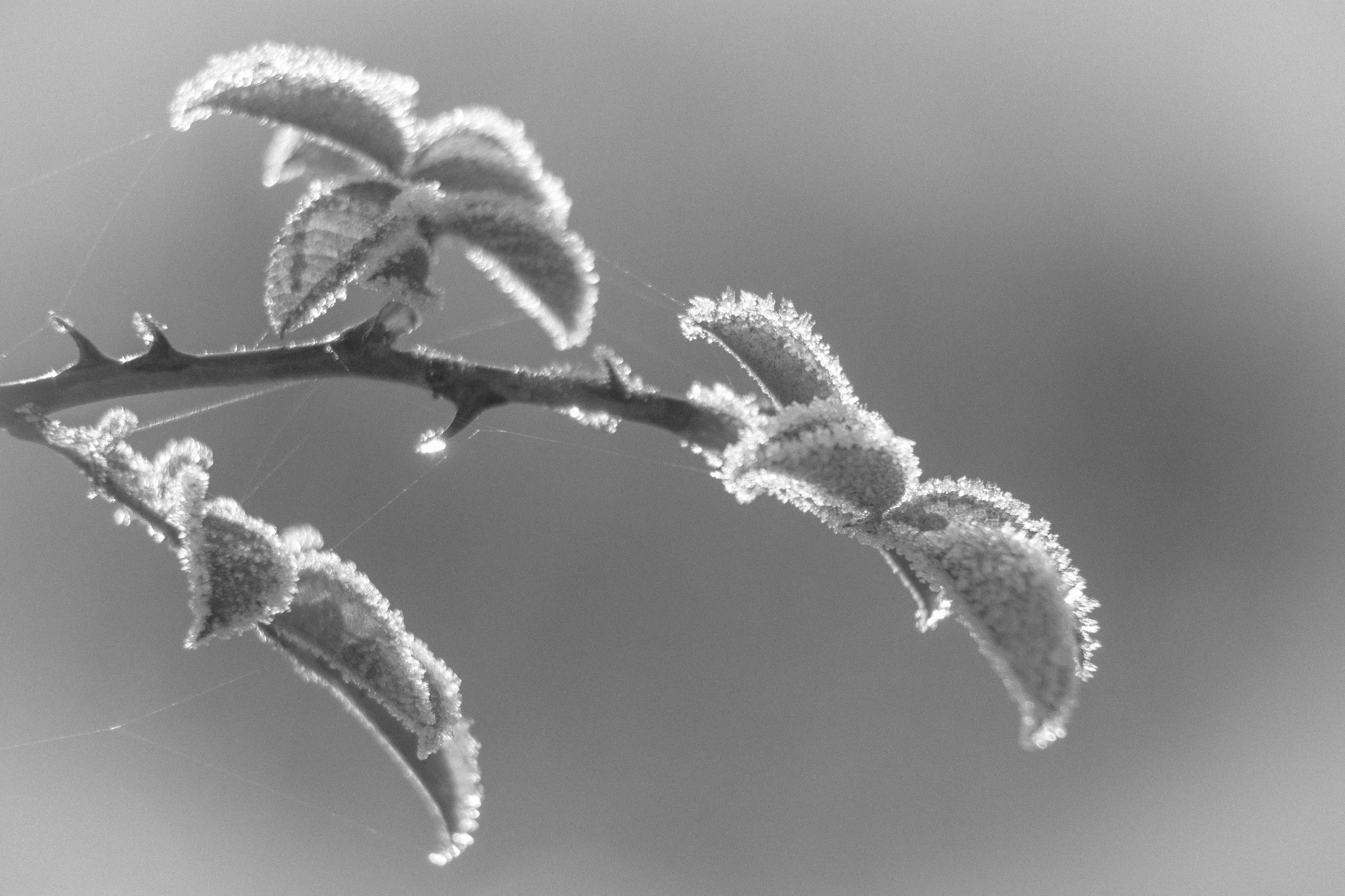 weather, macro, 4K, cobweb, close-up, frozen, monochrome, close up, nikon  D750, cold - Temperature, ice Crystal, snow, photo, covered, branch, nature, HD Wallpaper