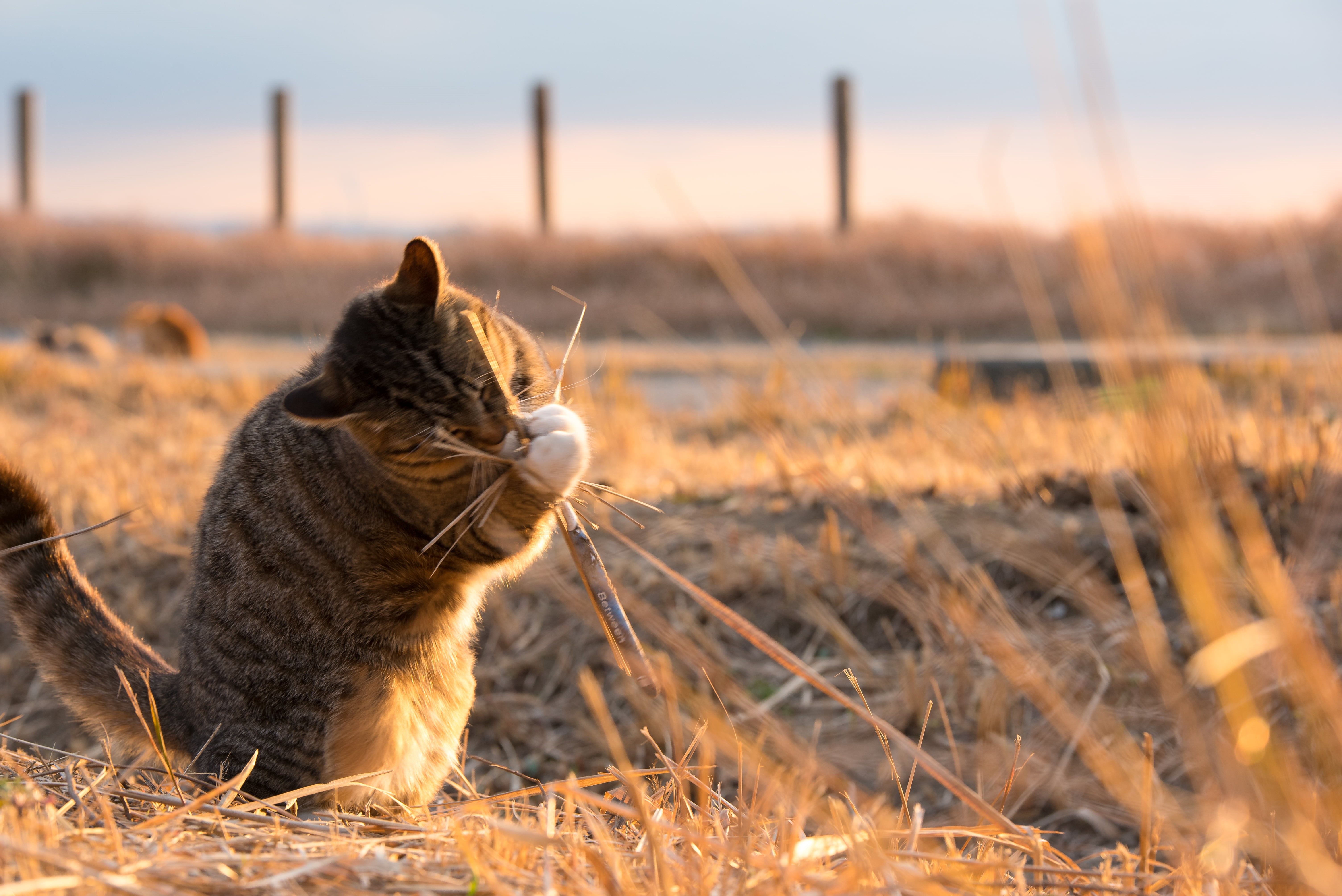 playing, NIKON  D750, incandescent, ネコ, cat, grass, grey, outdoors, Japan, domestic Cat, day, 5K, cute, dried, open, nature, time, pets, tabby cat, animal, HD Wallpaper