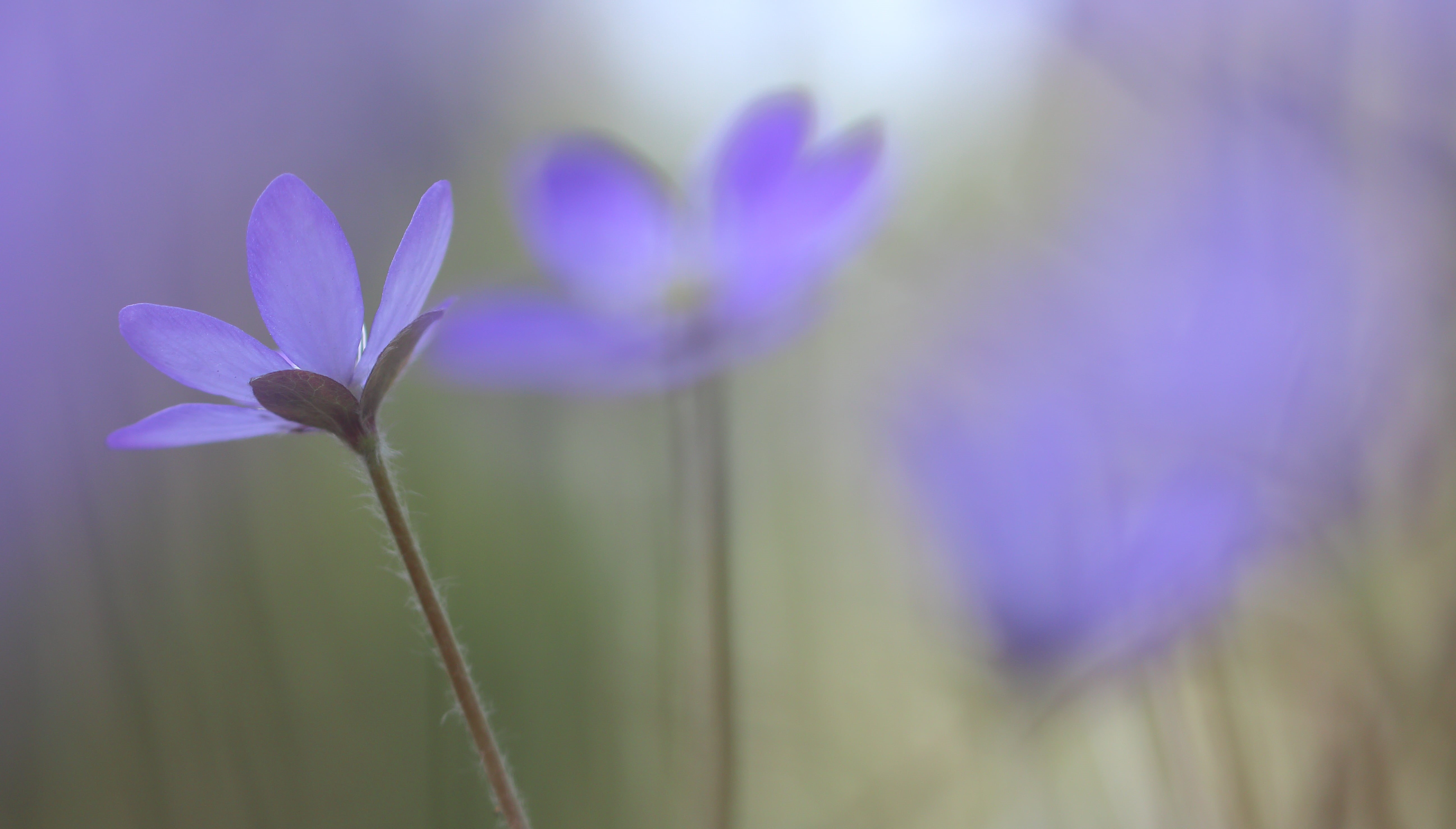 close-up, purple, 5K, Creative Commons, focus, flower, Finland, shallow focus, Crocus, blue  spring, bokeh, Hepatica, photography, beauty In Nature, shallow, HD Wallpaper