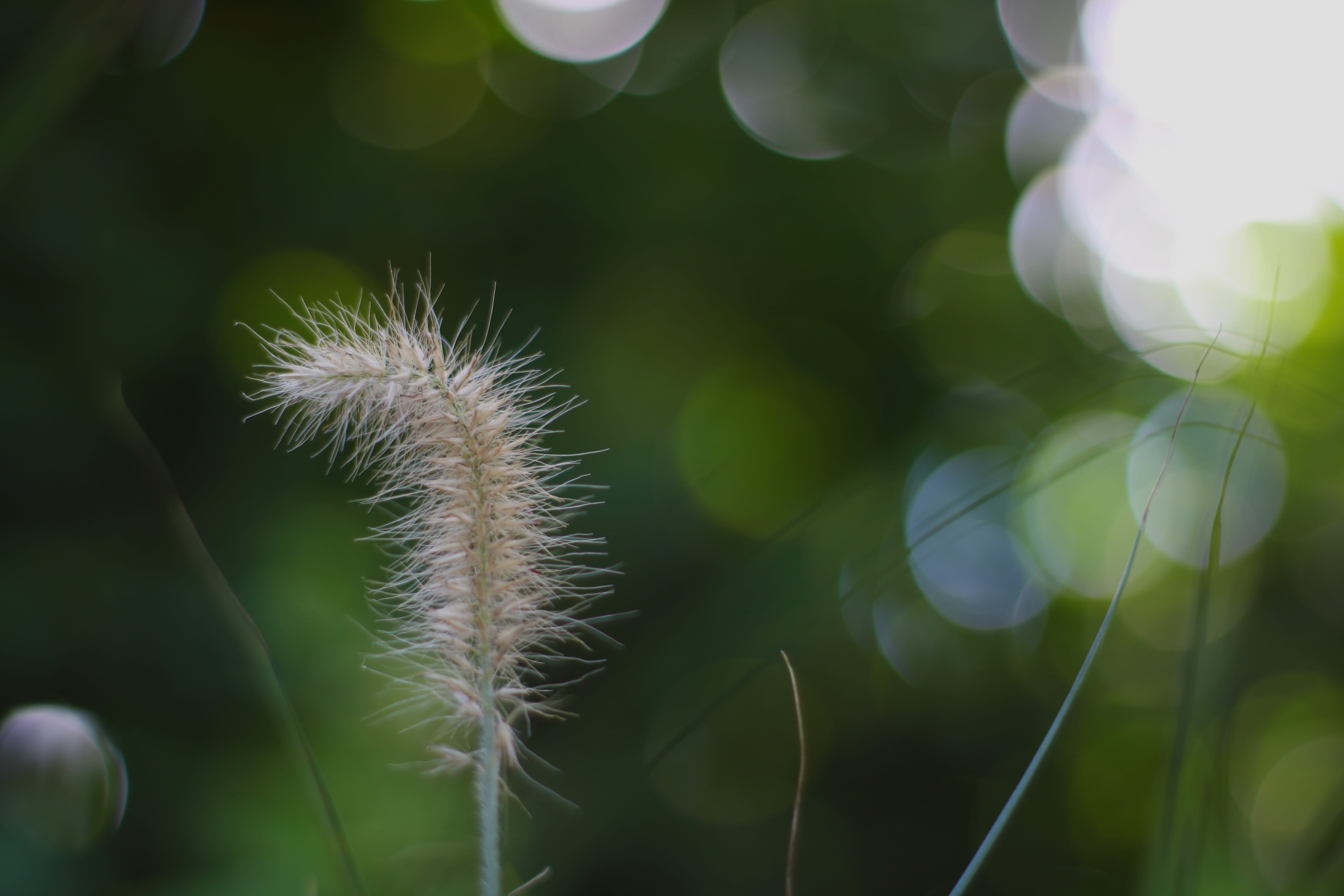 growth, summer, freshness, spiky, bokeh, spiked, 5K, ultra hd, selective focus, close-up, no people, nature, sun, grass, fragility, day, lens flare, hd, HD Wallpaper