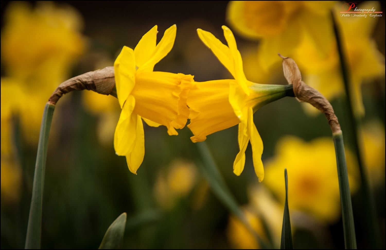 mujer, girl, two, springtime, amore, hombre, flores, flower, united  kingdom, plant, flower  power, nikon  d80, kissing, selective, yellow, flowers, apple  ipad, HD Wallpaper