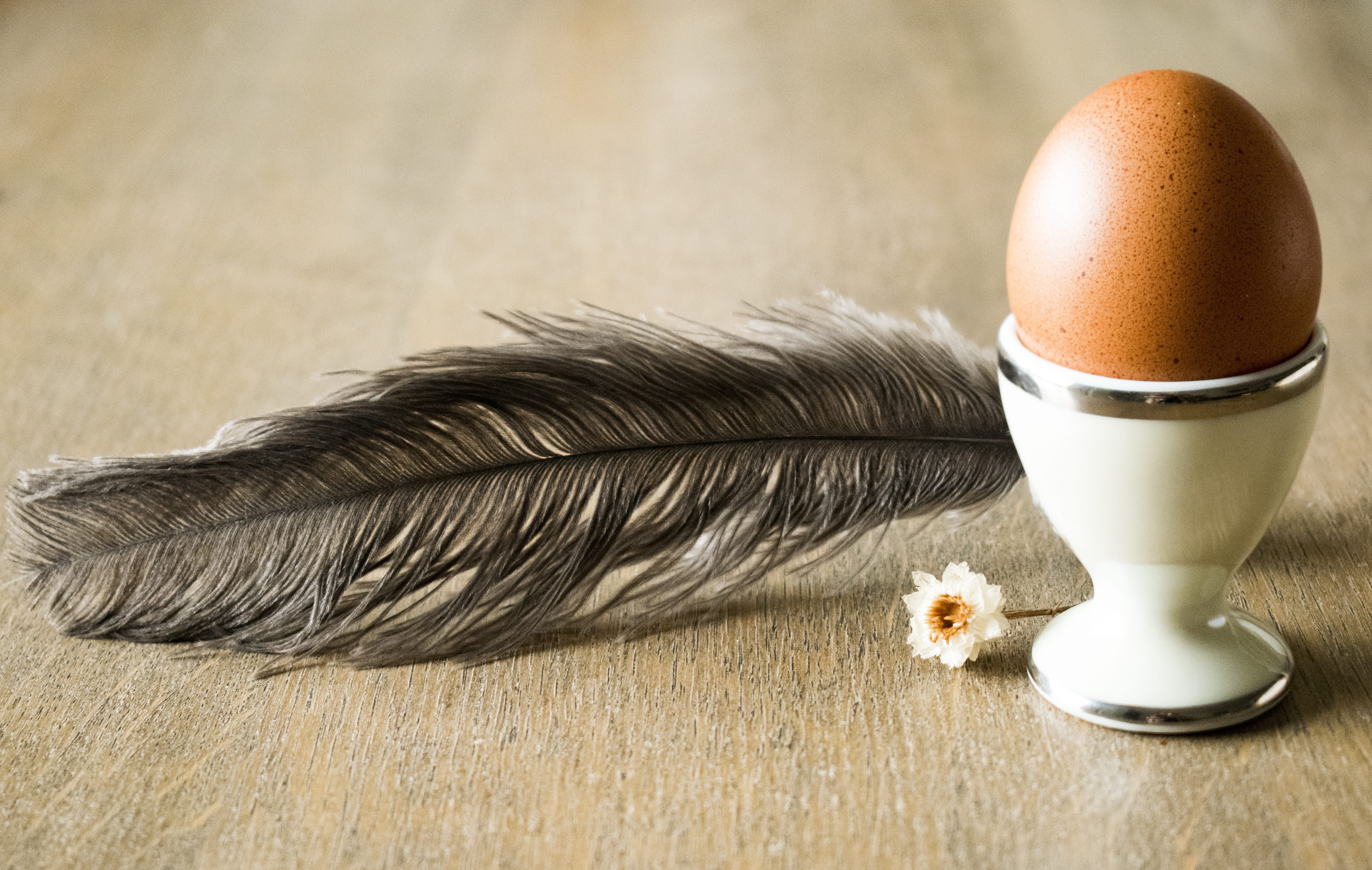 presentación, eggcup, huevo, healthy eating, pets, close-up, still life, food and drink, flor, one animal, freshness, wood - material, table, pluma, egg, HD Wallpaper