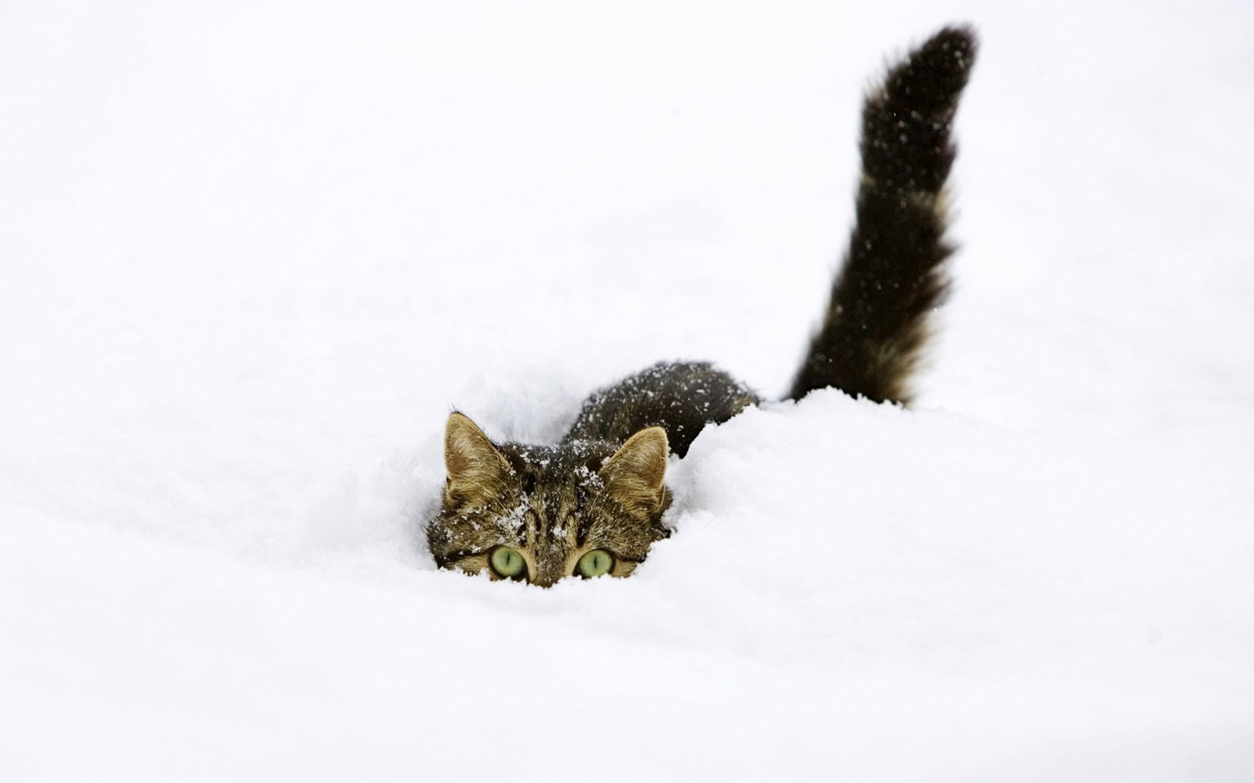 cold temperature, no people, vertebrate, herbivorous, land, mammal, winter, field, 2K, kittens, Fondo, snow, cats, animal themes, animal, Upscaled, animals, HD Wallpaper