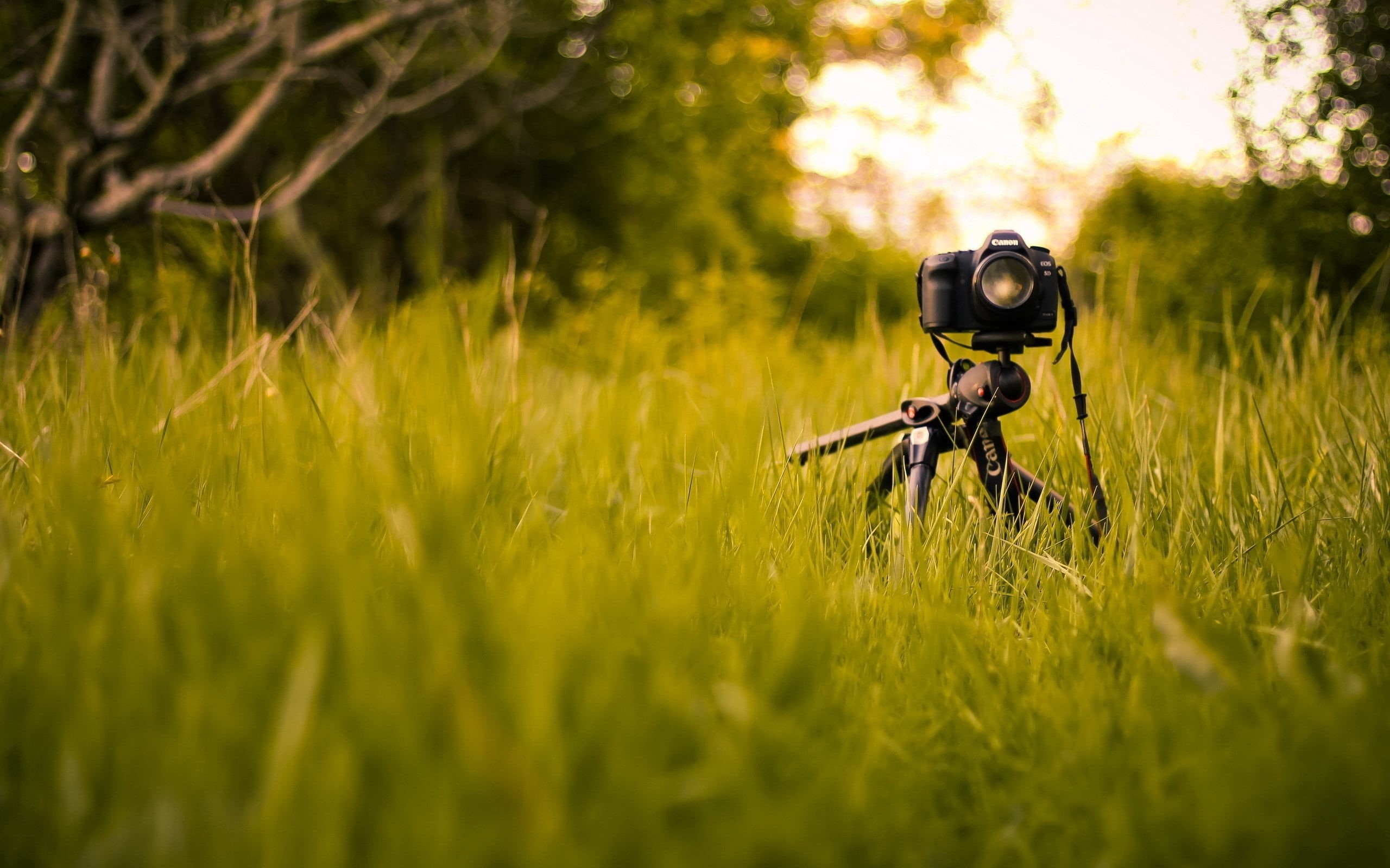 people, sunlight, land, lens - Optical Instrument, men, equipment, camera - Photographic Equipment, selective focus, growth, summer, nature, photographing, HD Wallpaper