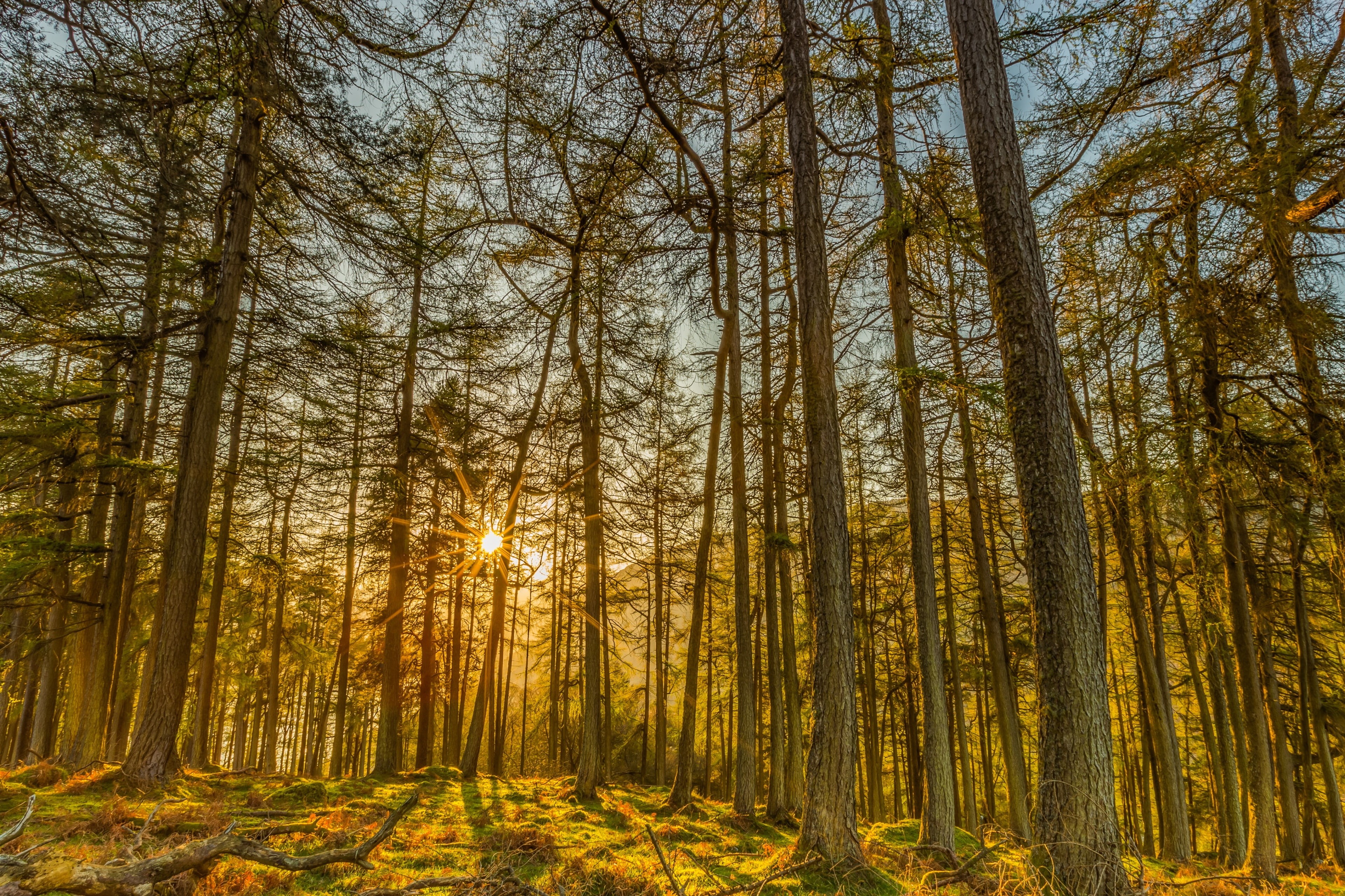 change, scenics - nature, tranquil scene, coniferous tree, day, nature, 4K, tranquility, beauty in nature, non-urban scene, plant, landscape, tree trunk, HD Wallpaper