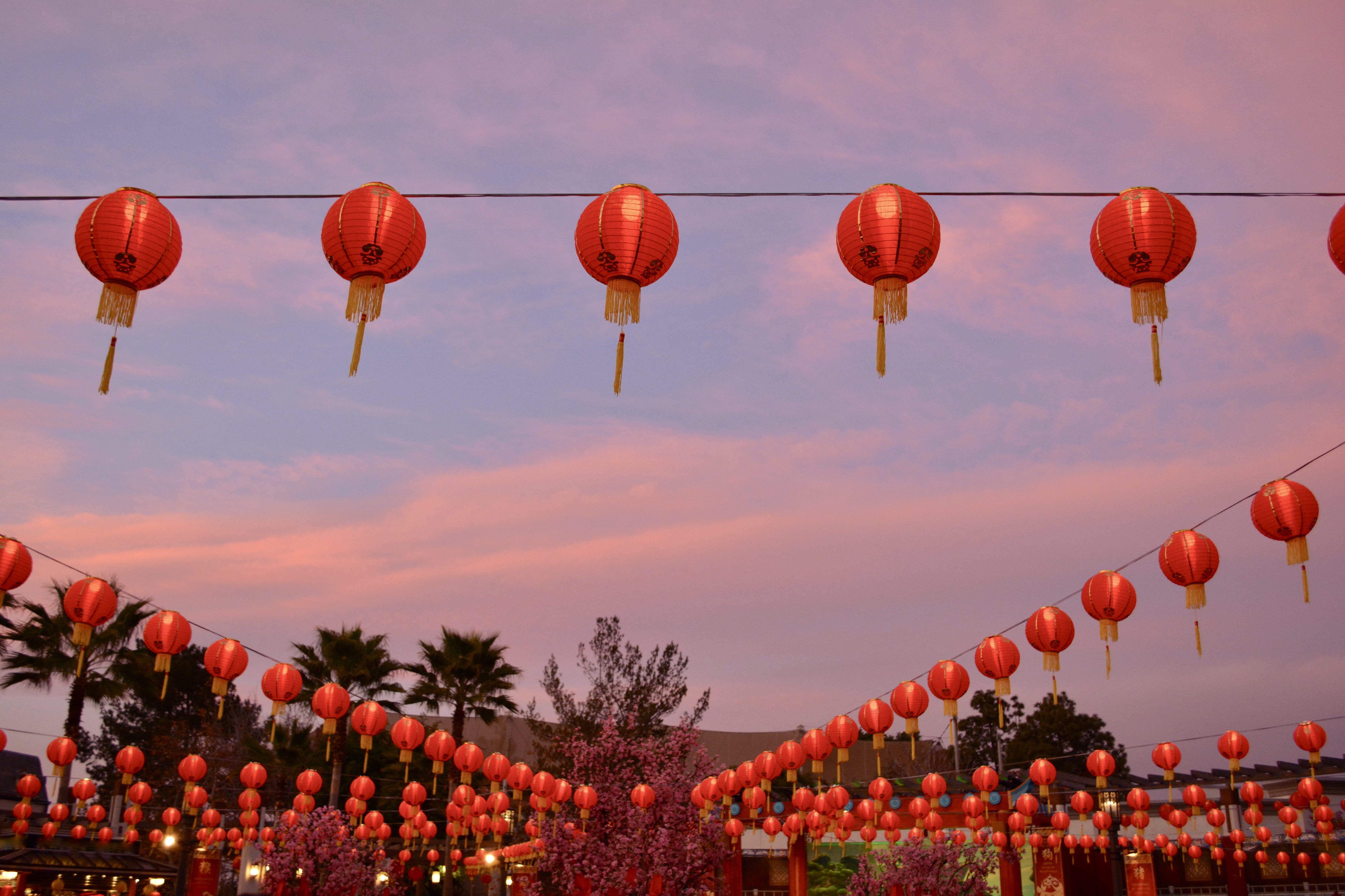 traditional festival, china, hanging, chinese lantern festival, celebration, background, nature, lunar new year, red, lighting equipment, orange color, HD Wallpaper