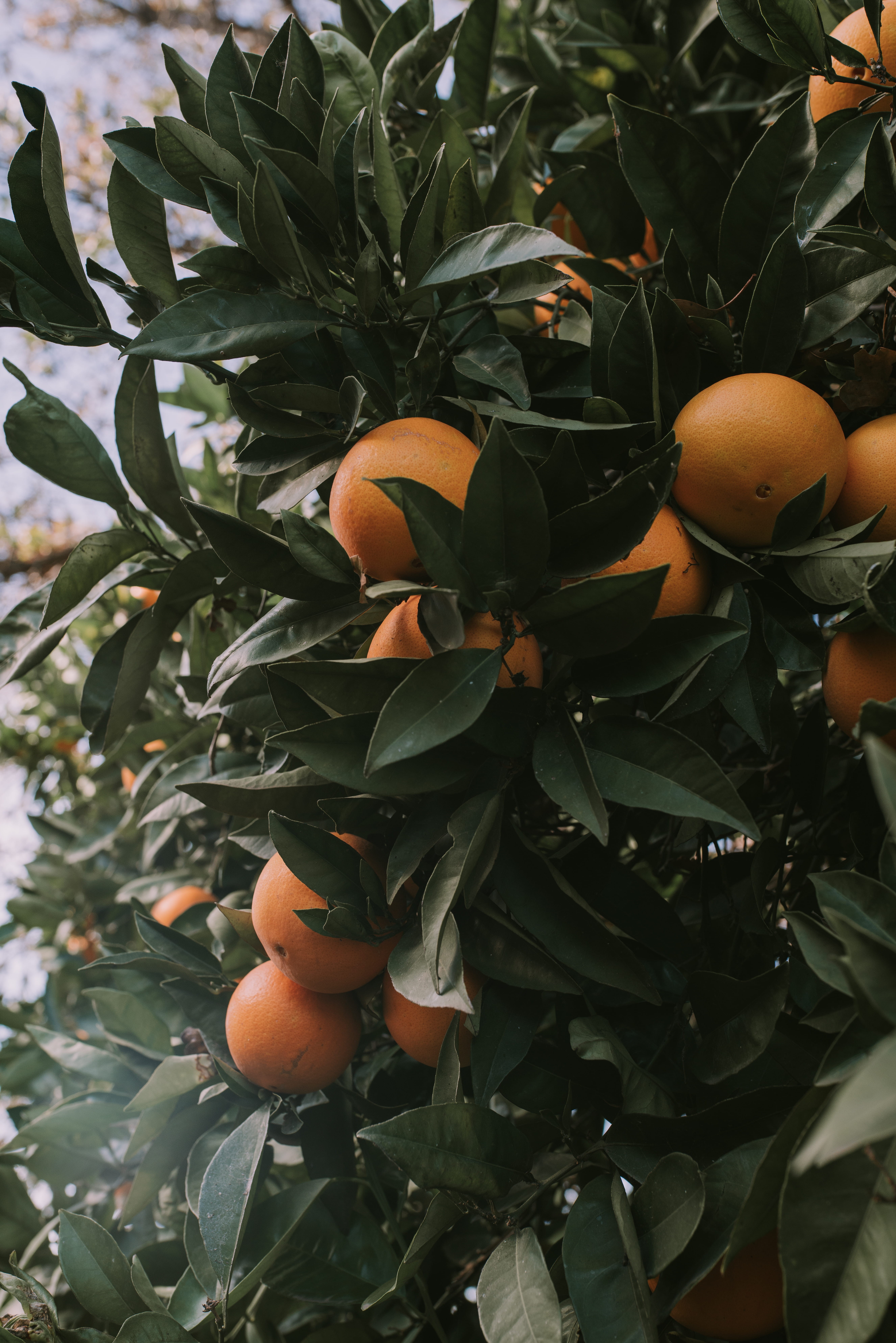 apricot, nature, ice, grapefruit, orange color, egg, wellbeing, jackfruit, plant, freshness, frost, leaves, growth, fruit, day, outdoors, 8K, healthy eating, Phone HD Wallpaper