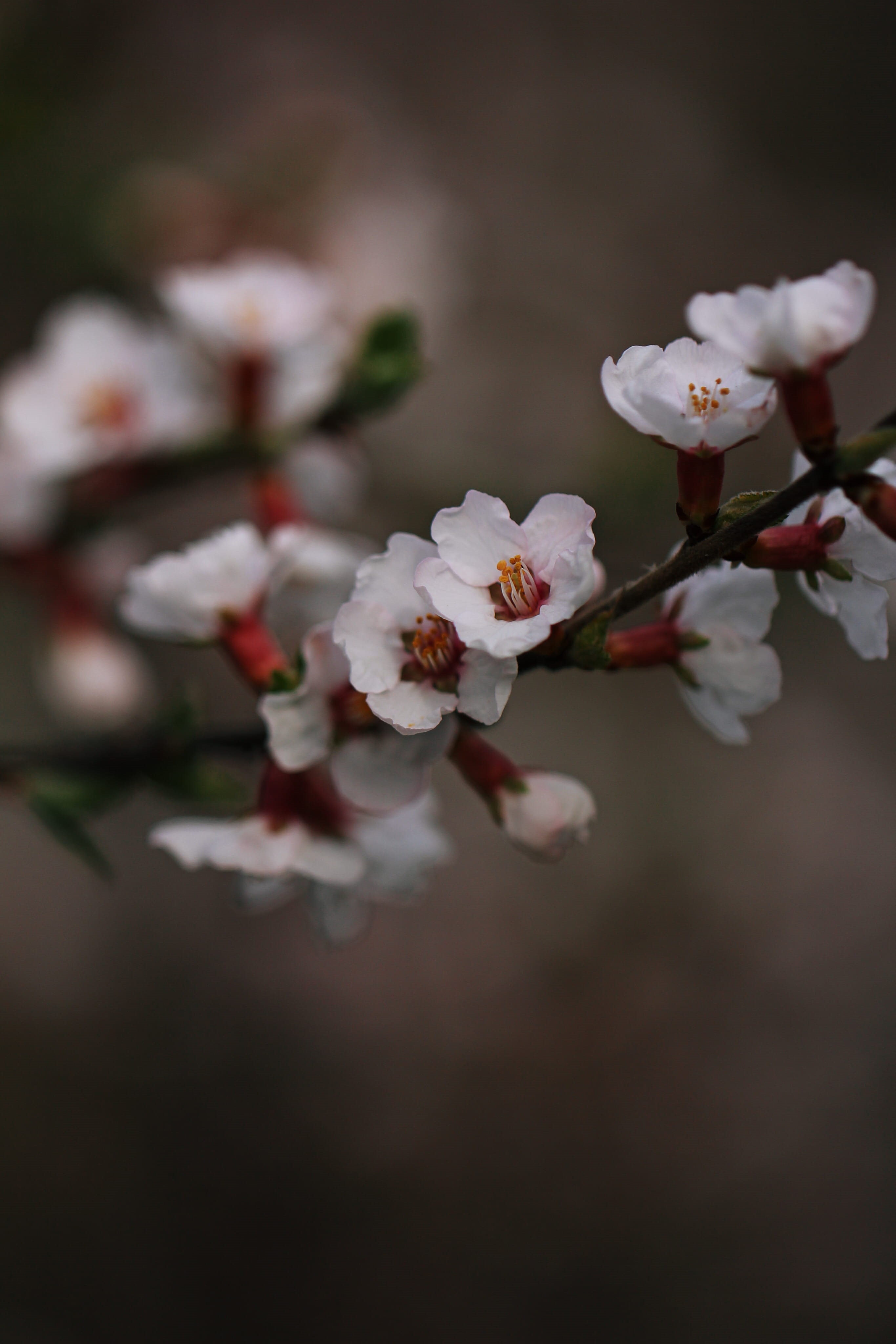 white color, apricot, nature, freshness, citrus fruit, no people, flower head, vulnerability, food, cherry, ditch, grapefruit, blossom, growth, bunch of flowers, Phone HD Wallpaper