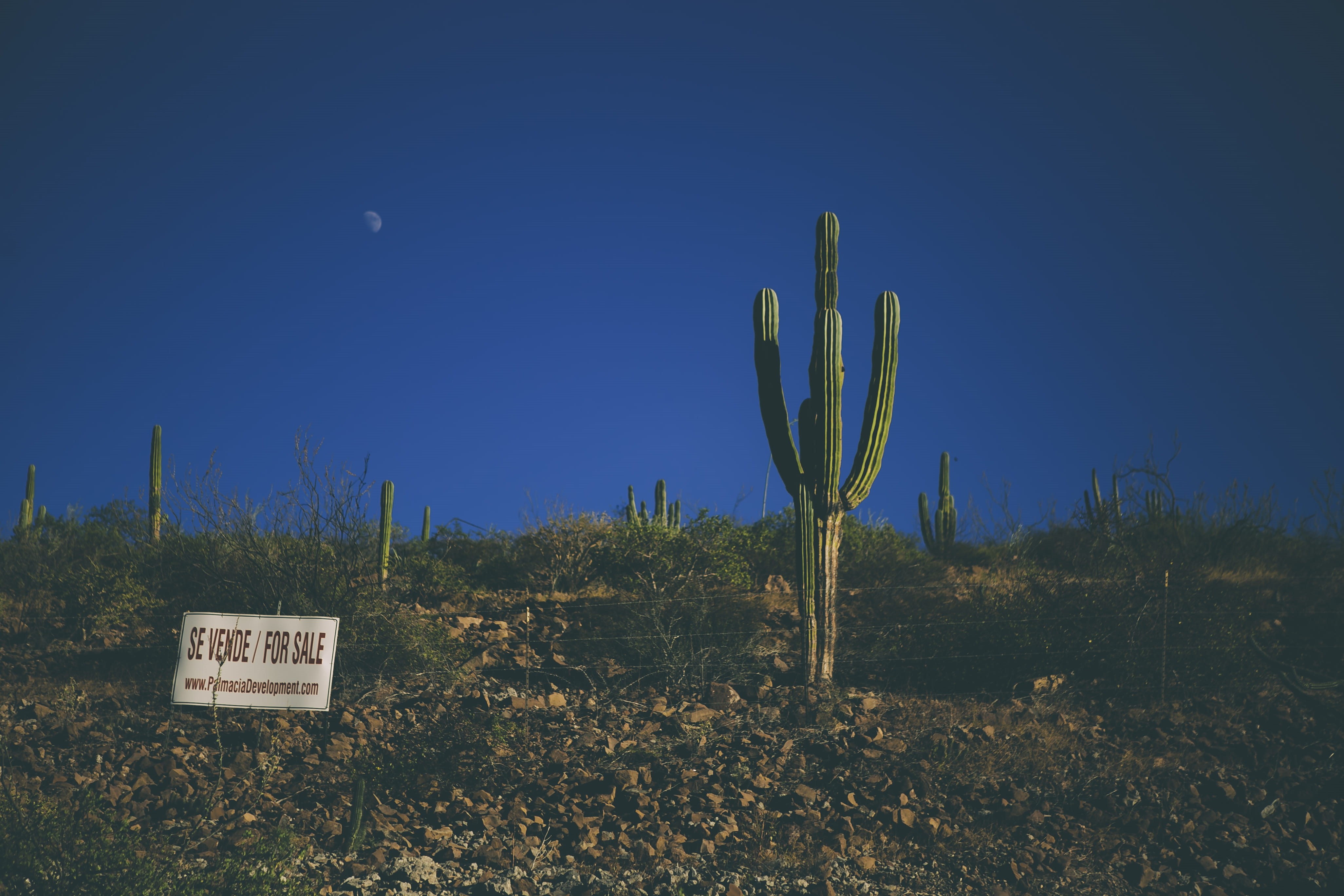 la paz, tranquil scene, interesting, plants, desert, communication, plant, eventing, blue, growth, cactu, field, green, land, cactus, sky, arid climate, HD Wallpaper