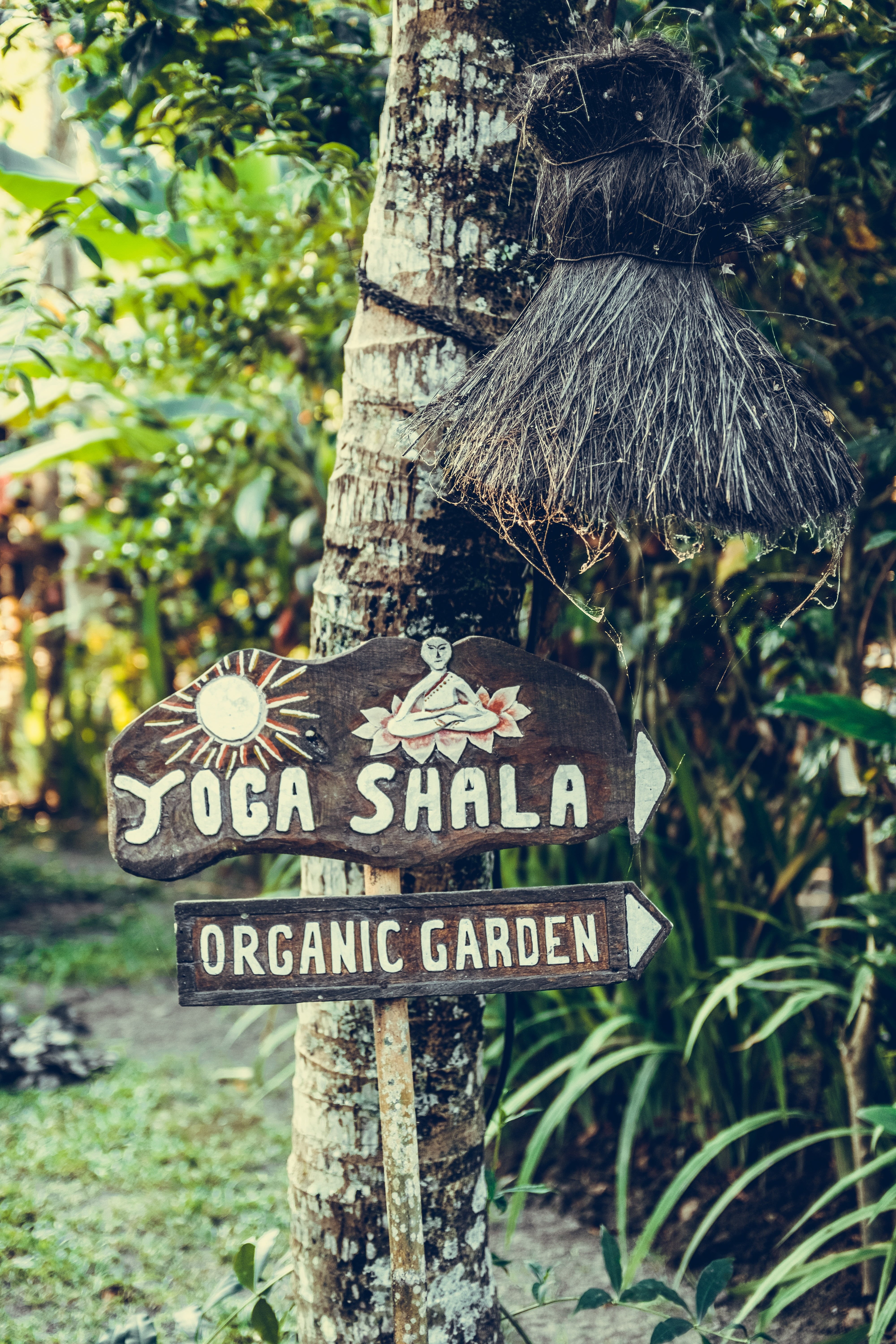 organic, nature, information, trunk, growth, outdoors, 5K, tree, day, tree trunk, focus on foreground, symbol, land, communication, signboard, sign, garden, Phone HD Wallpaper
