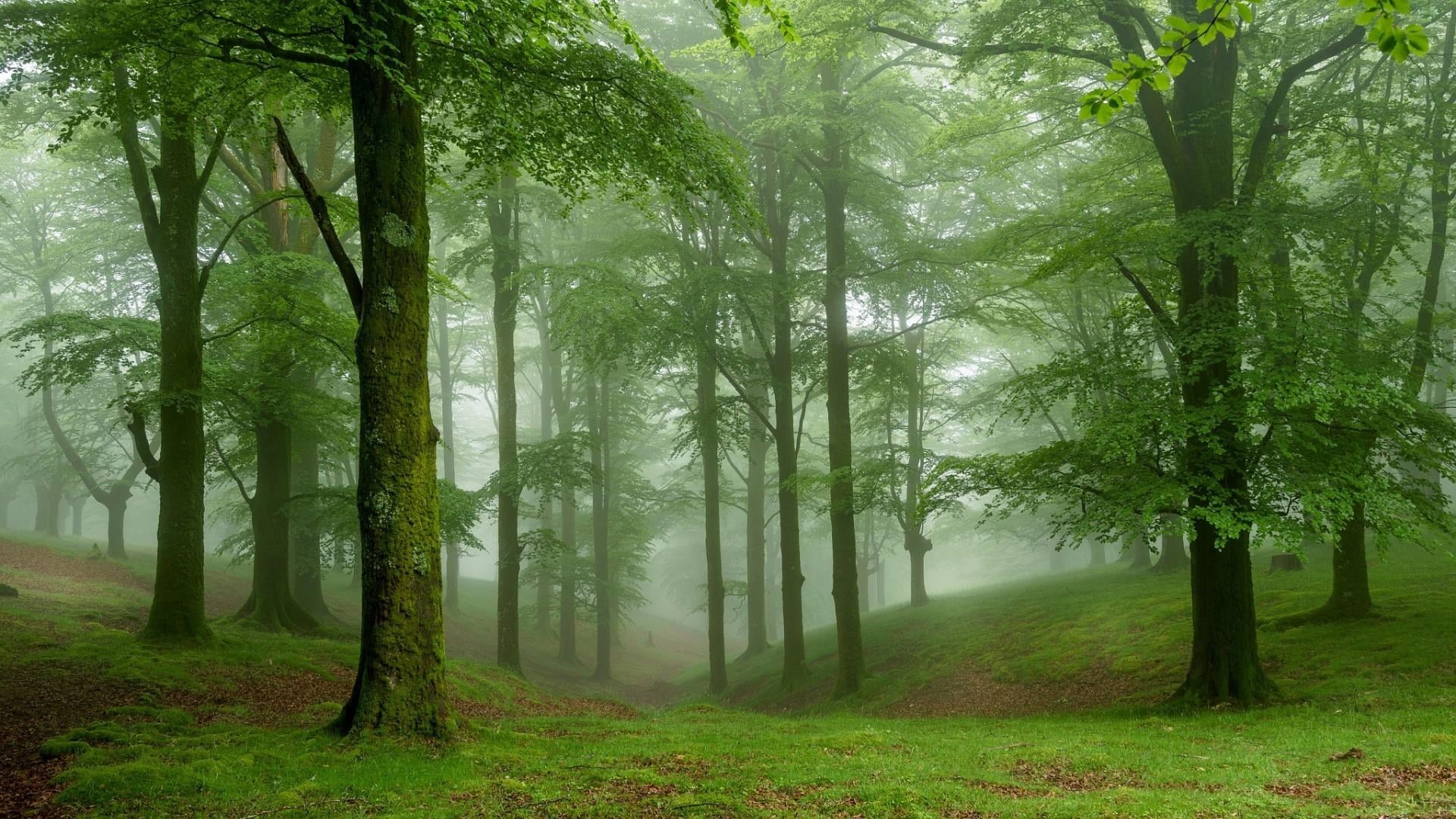 outdoors, no people, nature, tree, trees, woodland, environment, day, non-urban scene, fog, beauty in nature, trunk, scenics - nature, forest, tree trunk, HD Wallpaper