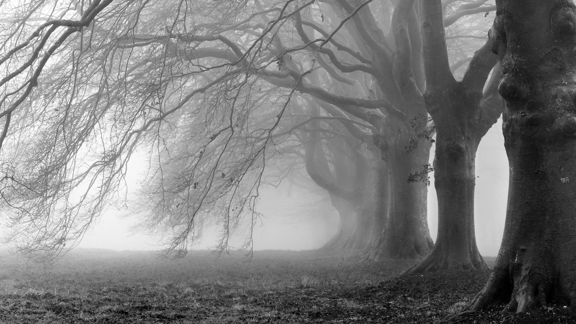 fog, trees, monochrome, black and white, misty, 1080P, HD Wallpaper