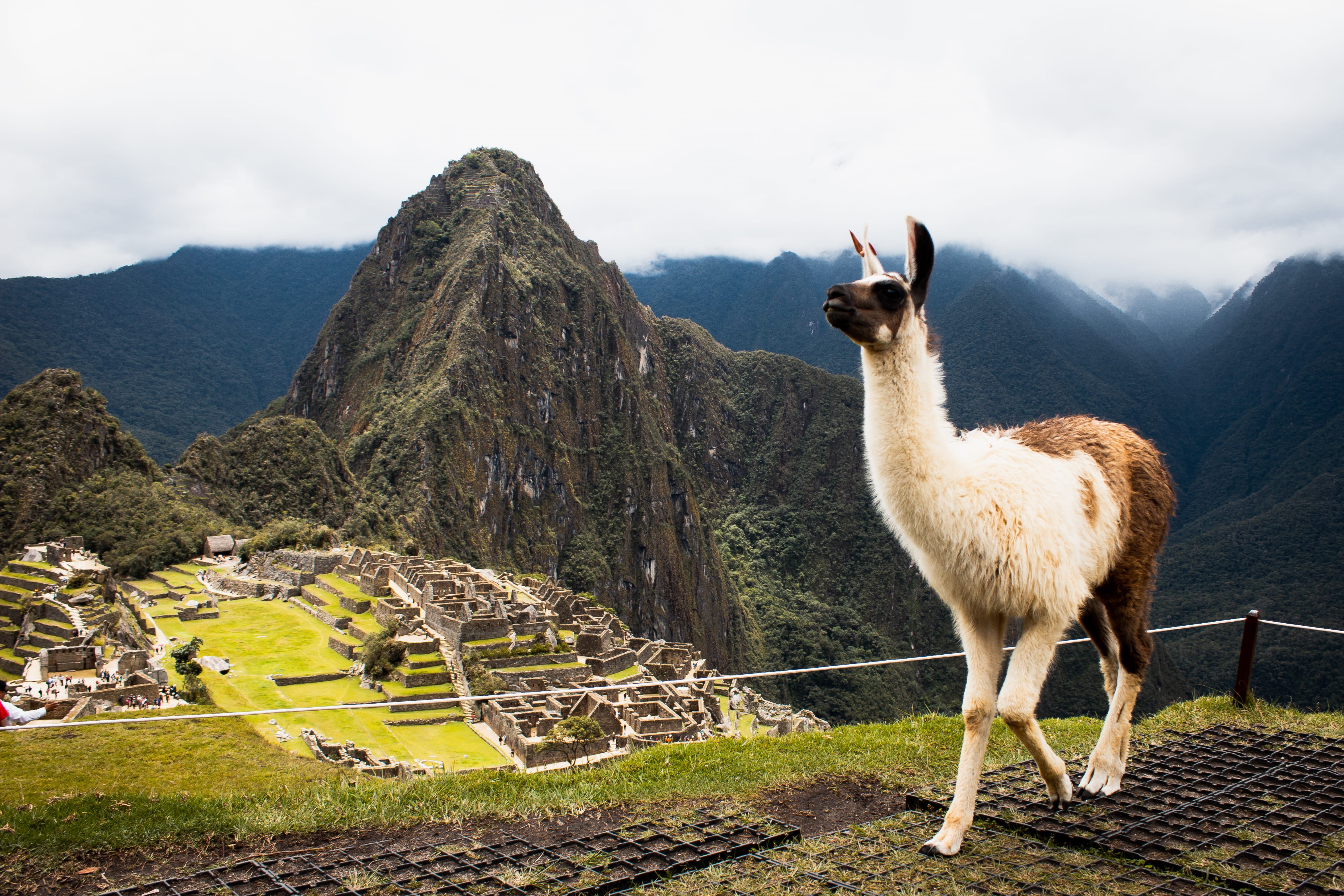 no people, arena, outdoors, day, alpaca, machu picchu, high, history, old ruin, brown, nature, amphitheater, travel destinations, livestock, ruins, countryside, HD Wallpaper