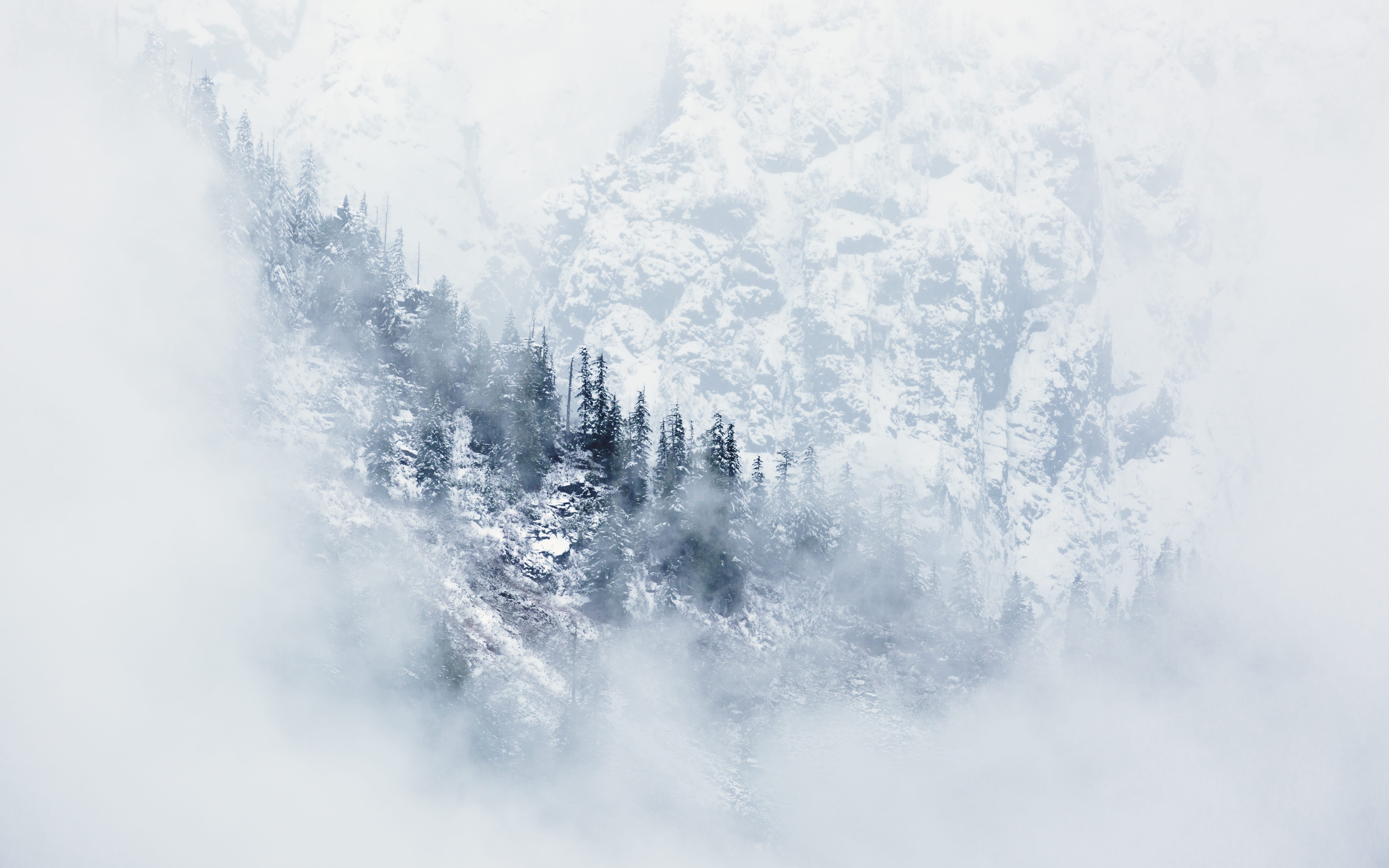 plant, 5K, snowing, white color, snow, photograph, cloudy, environment, no people, range, purity, land, pnw, tranquil scene, cold temperature, cloud, landscape, HD Wallpaper