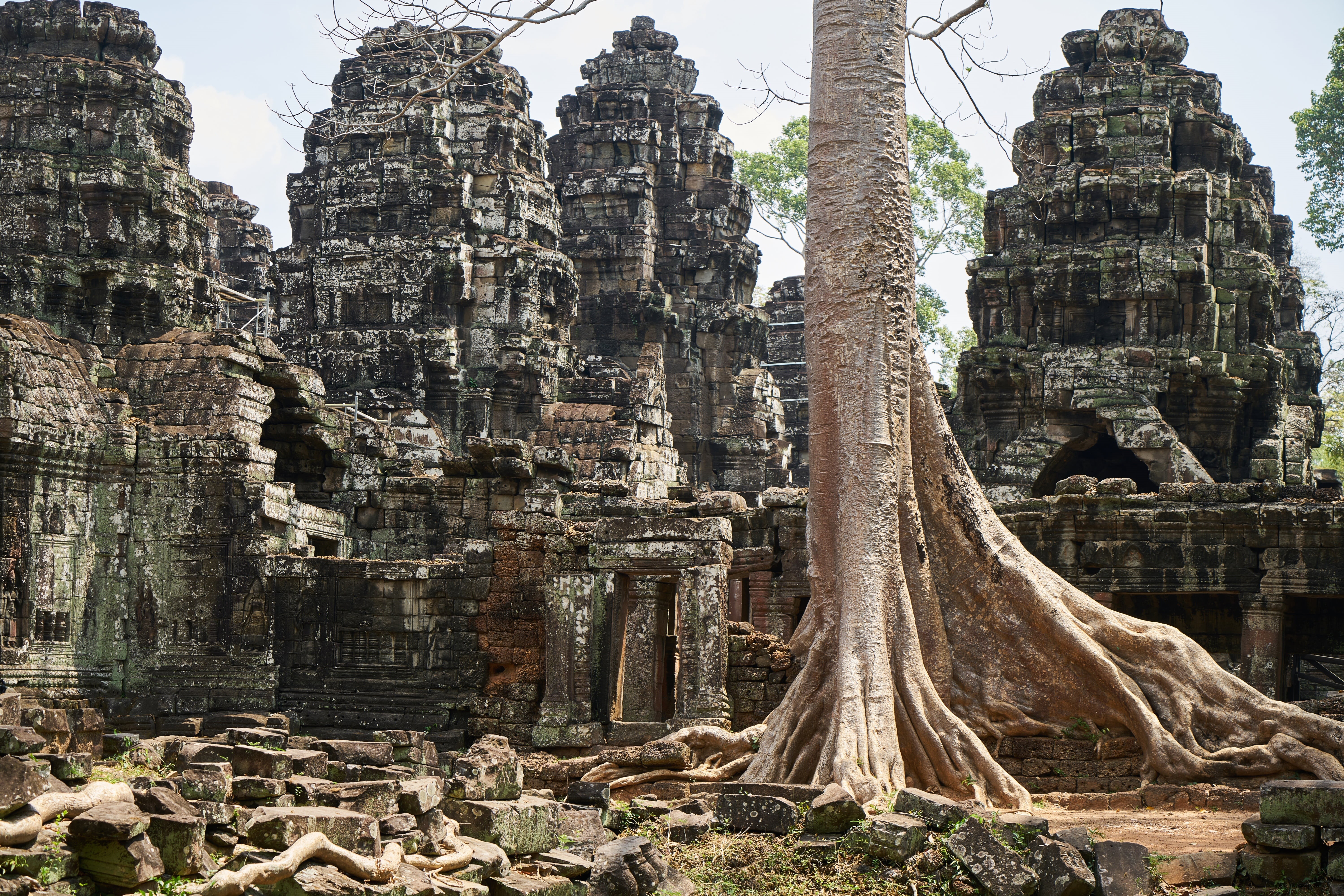 big, outdoors, leaves, nature, ruined, tree, ancient civilization, history, green, historical works, belief, building, architecture, angkor wat, archaeology, HD Wallpaper