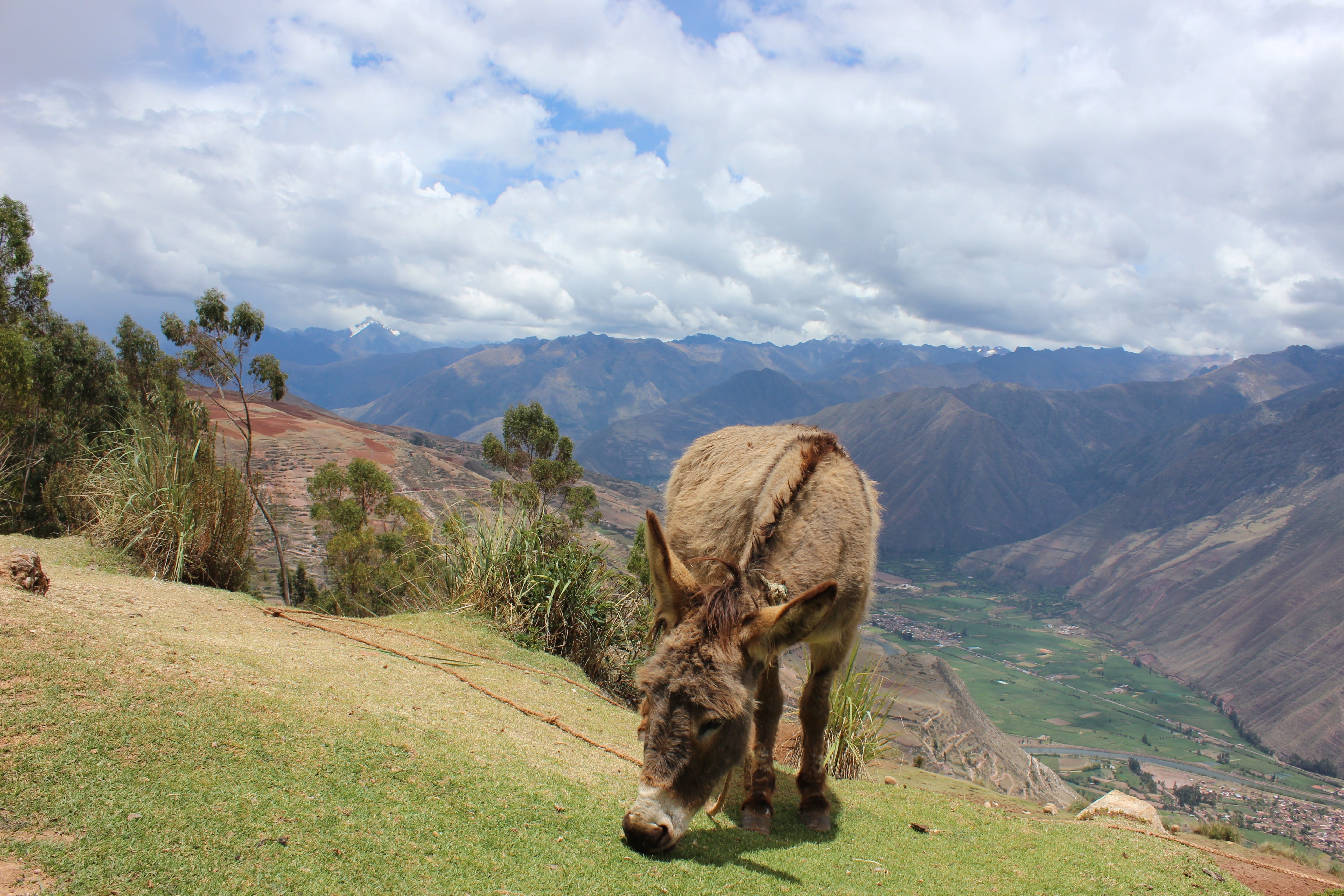 domestic animals, landscape, plant, view, animal themes, nature, urubamba, hiking, herbivorous, cloud - sky, environment, mountain range, 5K, pets, outdoors, HD Wallpaper