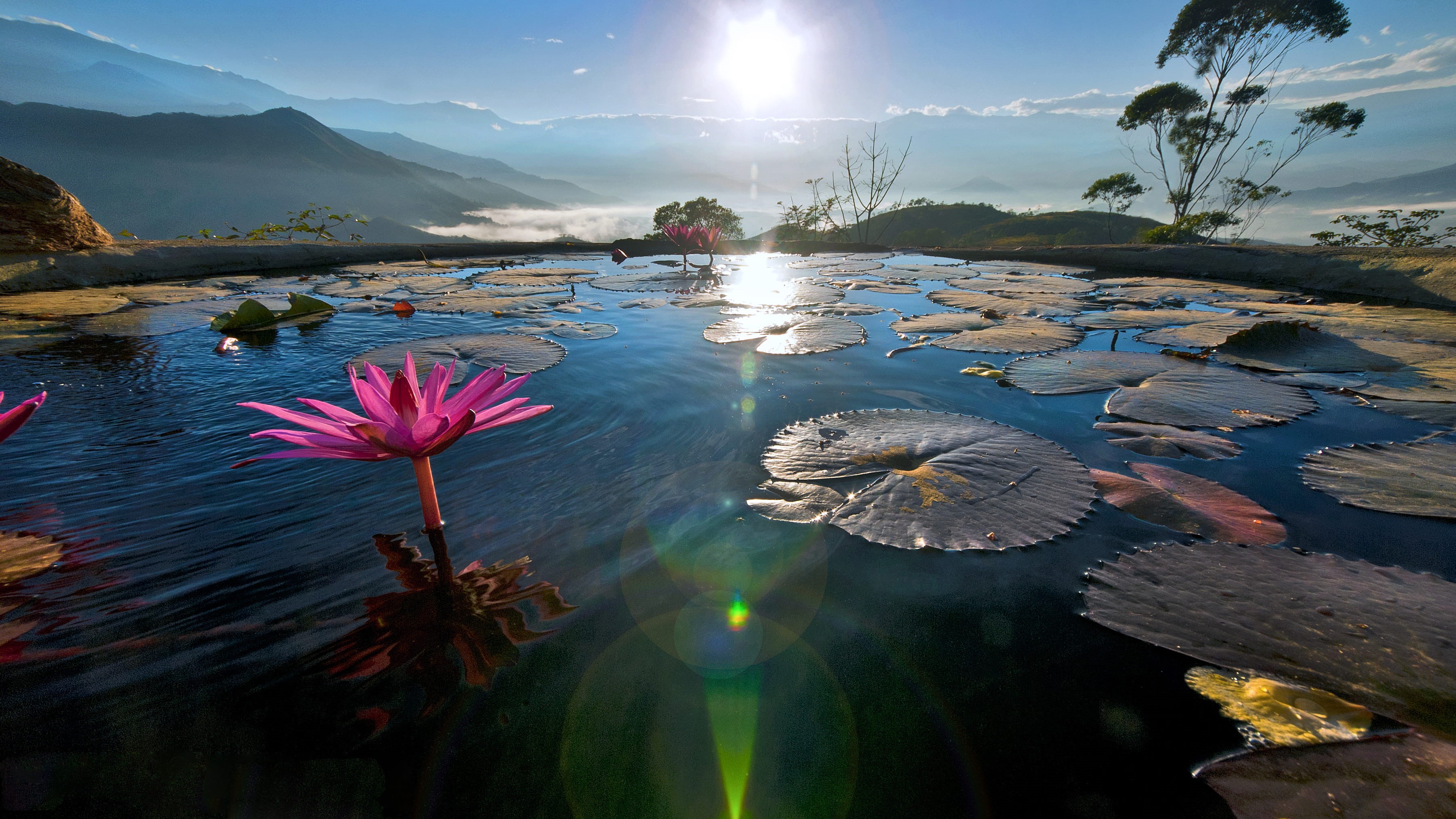 no people, floating on water, water lily, water, color, scenics - nature, reflection, admosfera, flower, nenúfares, estanque, 2K, sol, flowering plant, HD Wallpaper