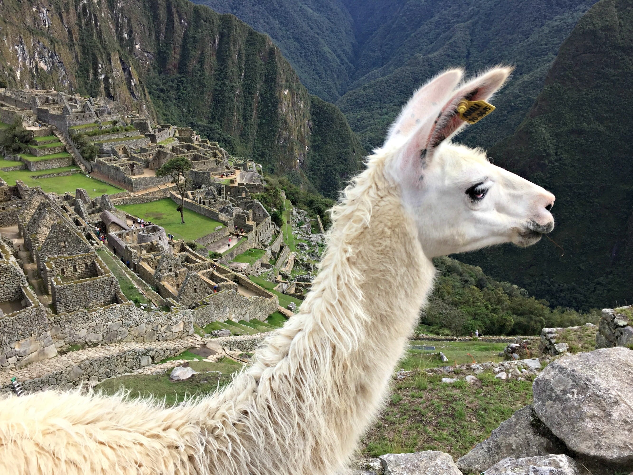archaeology, concrete, famous Place, animal head, domestic, old Ruin, cusco City, animal themes, pets, nature, outdoors, picchu, standing, landscape, brown, HD Wallpaper