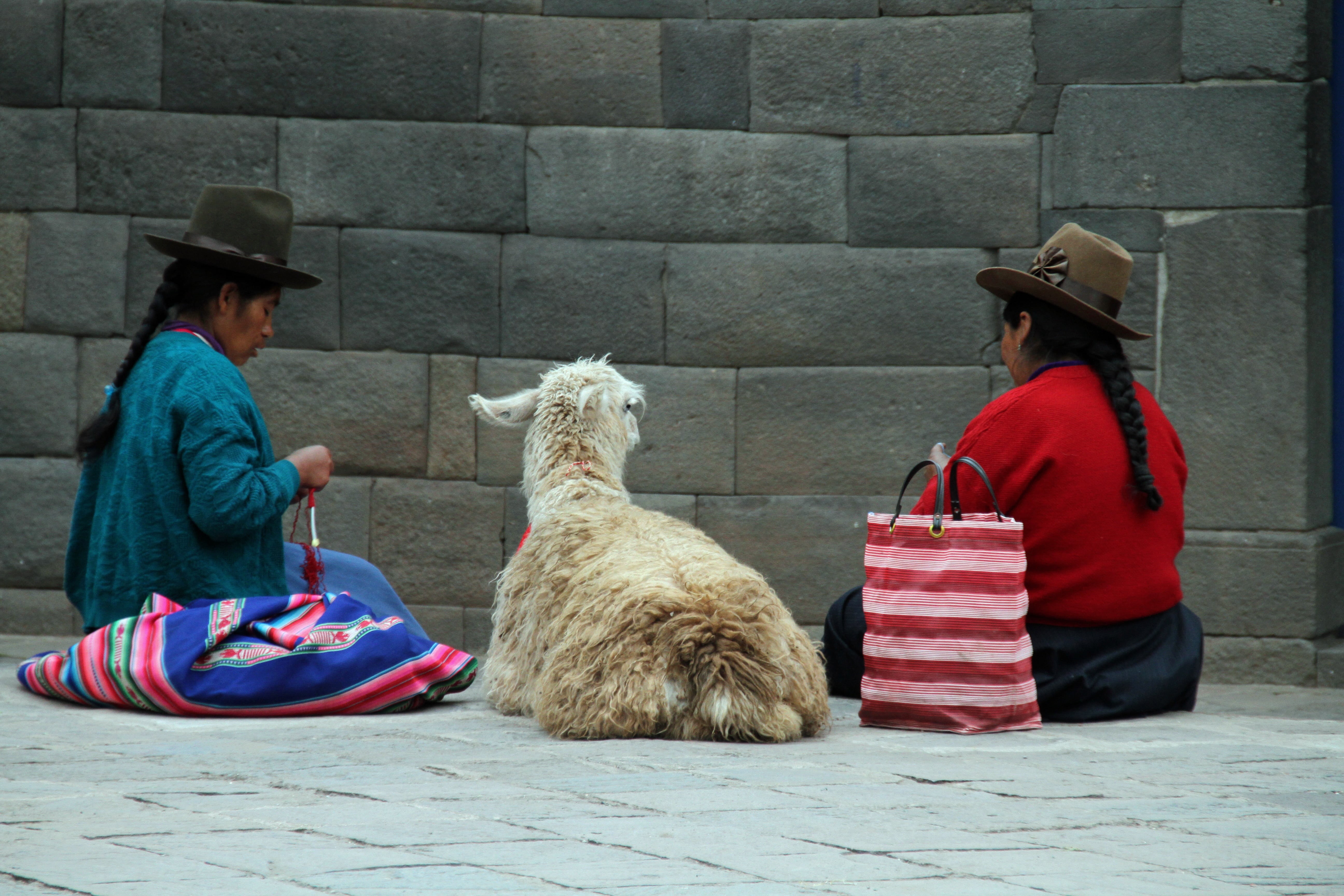 full length, pet owner, alpaca, pets, cultures, women, adult, inca, 5K, day, cuzco, clothing, andes, sitting, person, tourism, peruvian, llama, rear view, HD Wallpaper