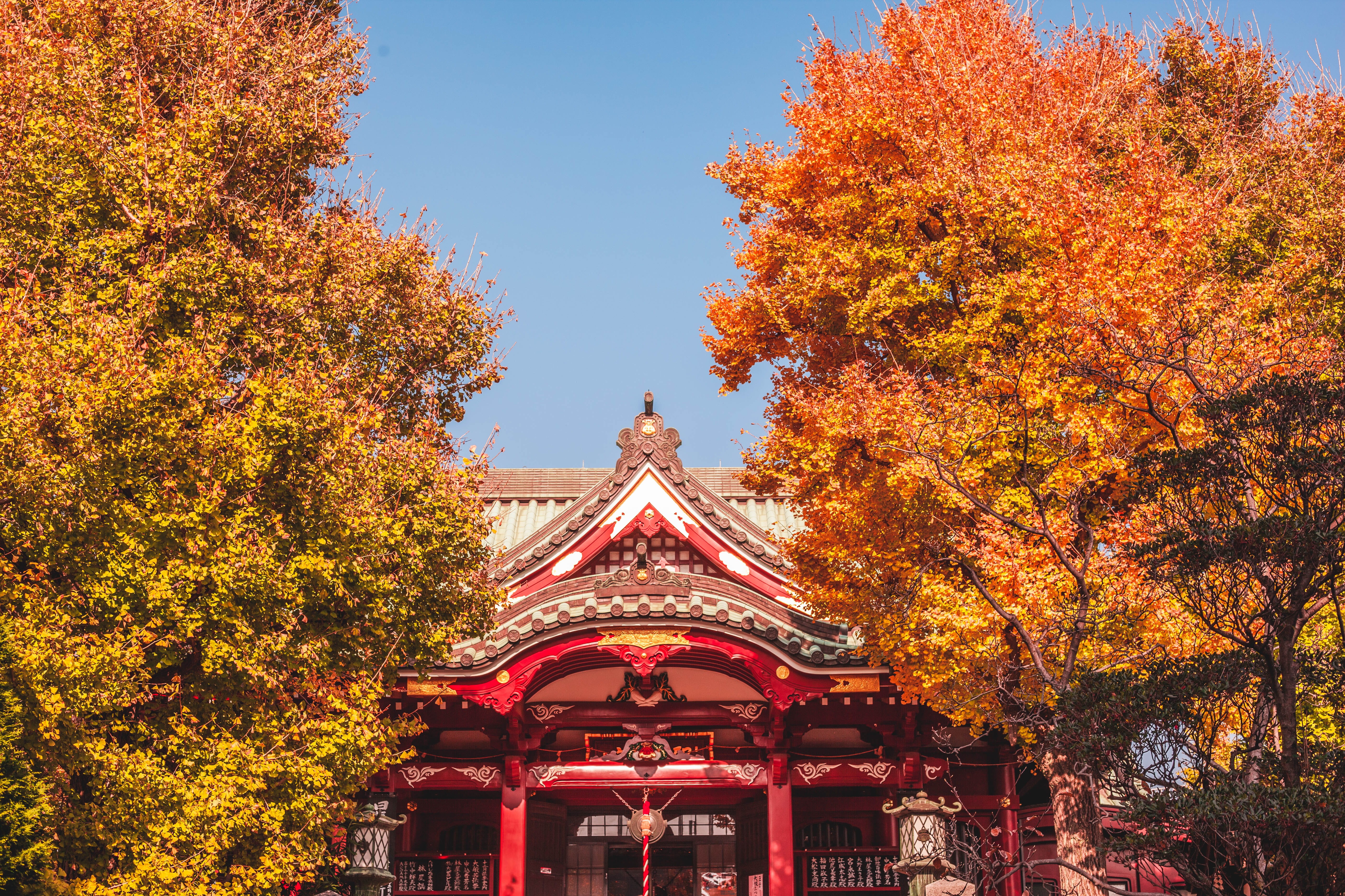 colorful, sky, japan, religion, tree, japanese temple, building, maple, orange trees, leaf, near, autumn, sunny, tokyo, sun, 5K, temple, no people, nature, HD Wallpaper