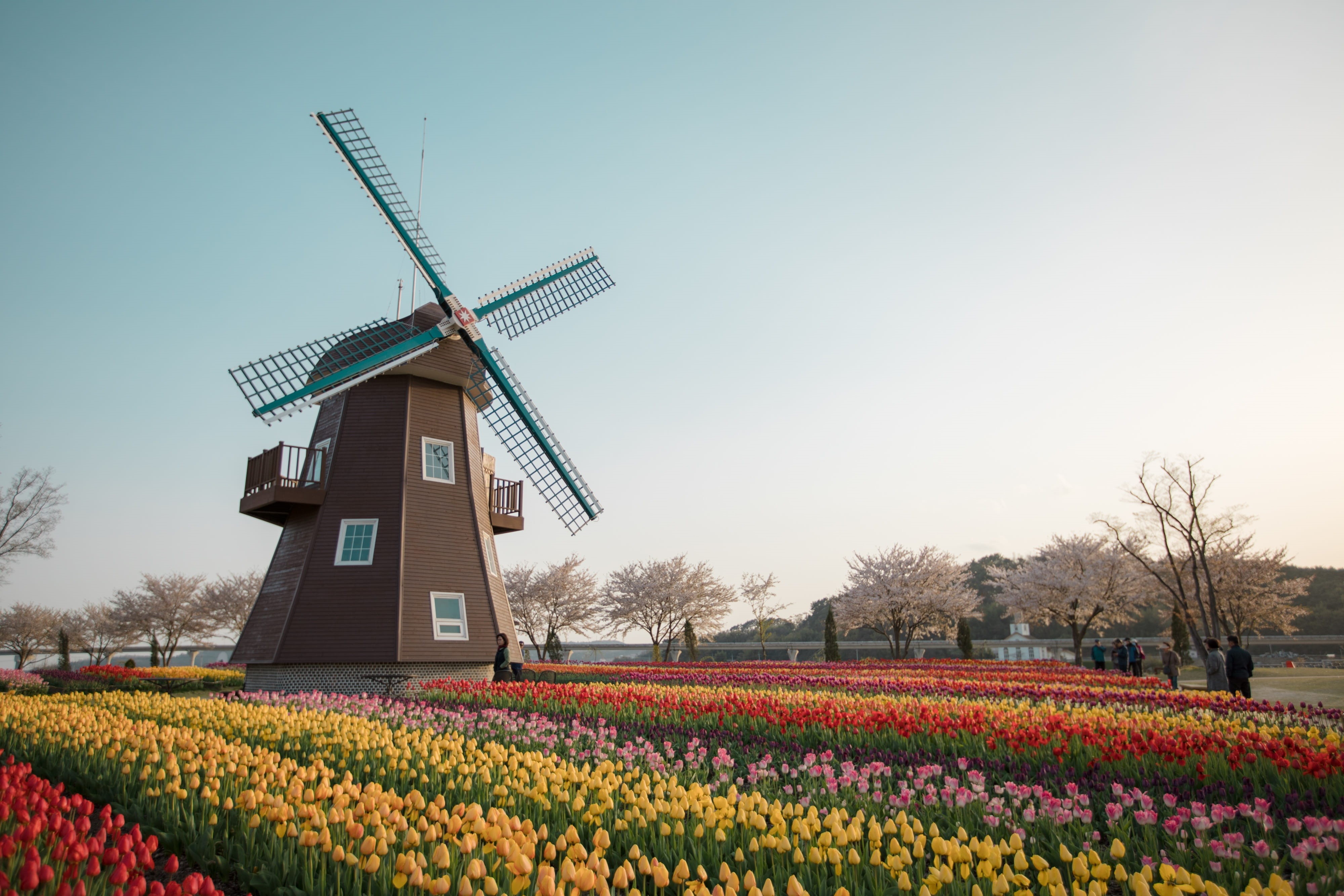 wind turbine, beauty in nature, turbine, plant, nature, tulip, sky, landscape, land, purple, flower, fuel and power generation, windmill, suncheon bay, HD Wallpaper