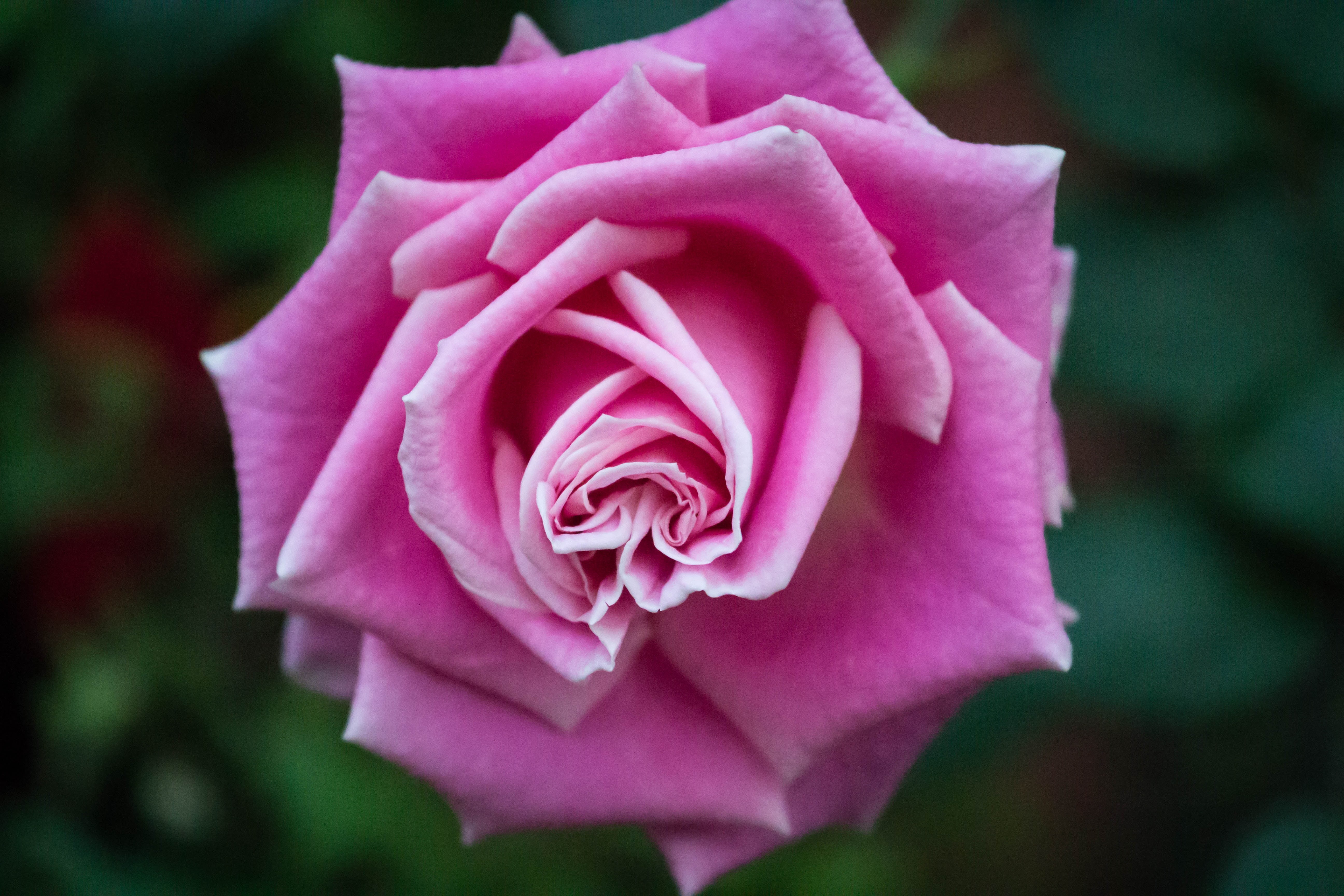 forest  flower, 5K, rose - Flower, flower, Gardens By The Bay, single Flower, rose, closeup, flower Head, beauty In Nature, Singapore, photo, bay  trees, HD Wallpaper