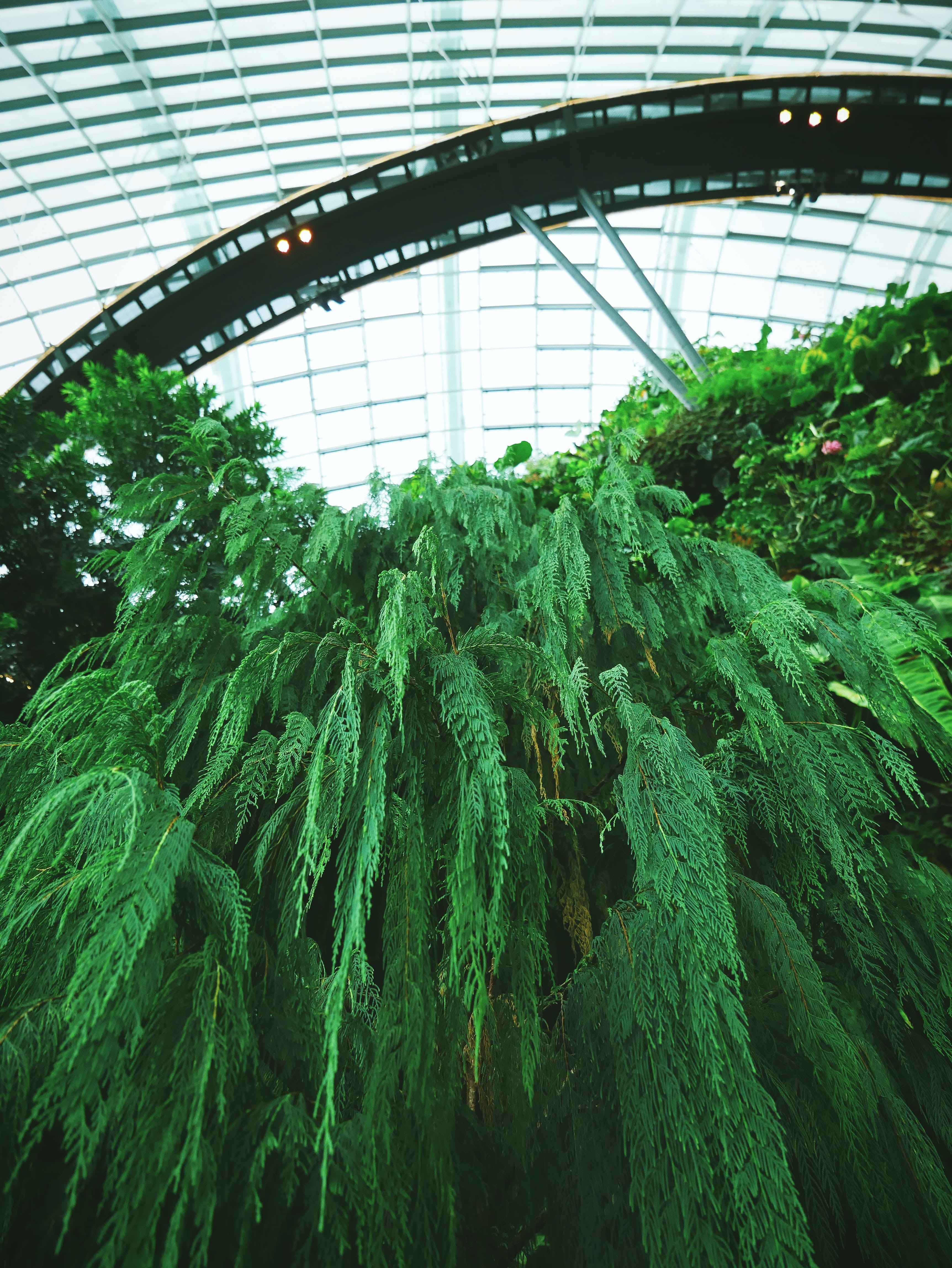 modern garden, cloud forest, freshness, singapore garden, food and drink, greenhouse, modern greenhouse, day, beauty in nature, gardens by the bay, singapore, Phone HD Wallpaper