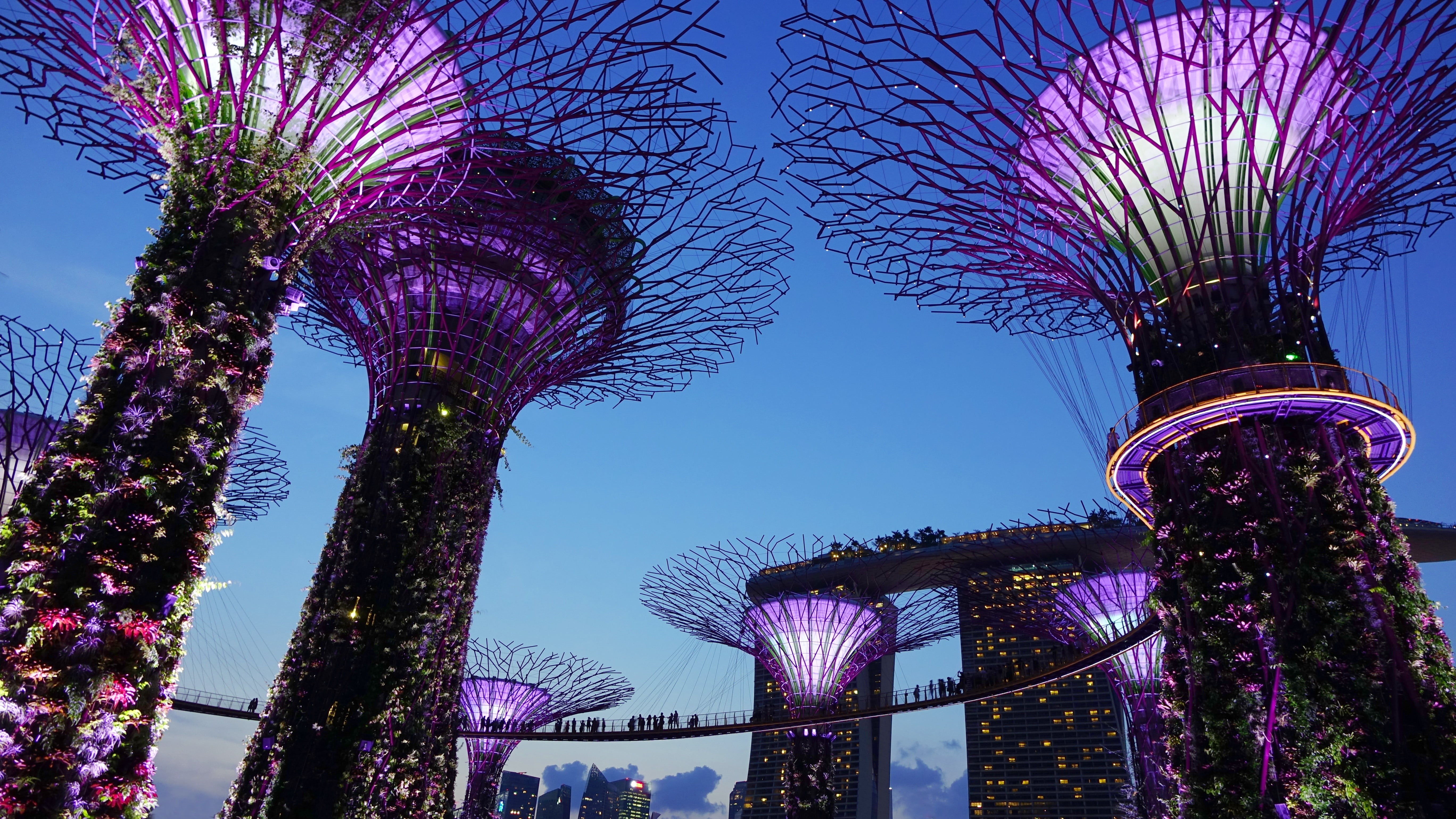 structure, supertree, city, architecture, sky, singapore, low angle view, tall - high, outdoors, built structure, colorful, attraction, cityscape, landmark, HD Wallpaper
