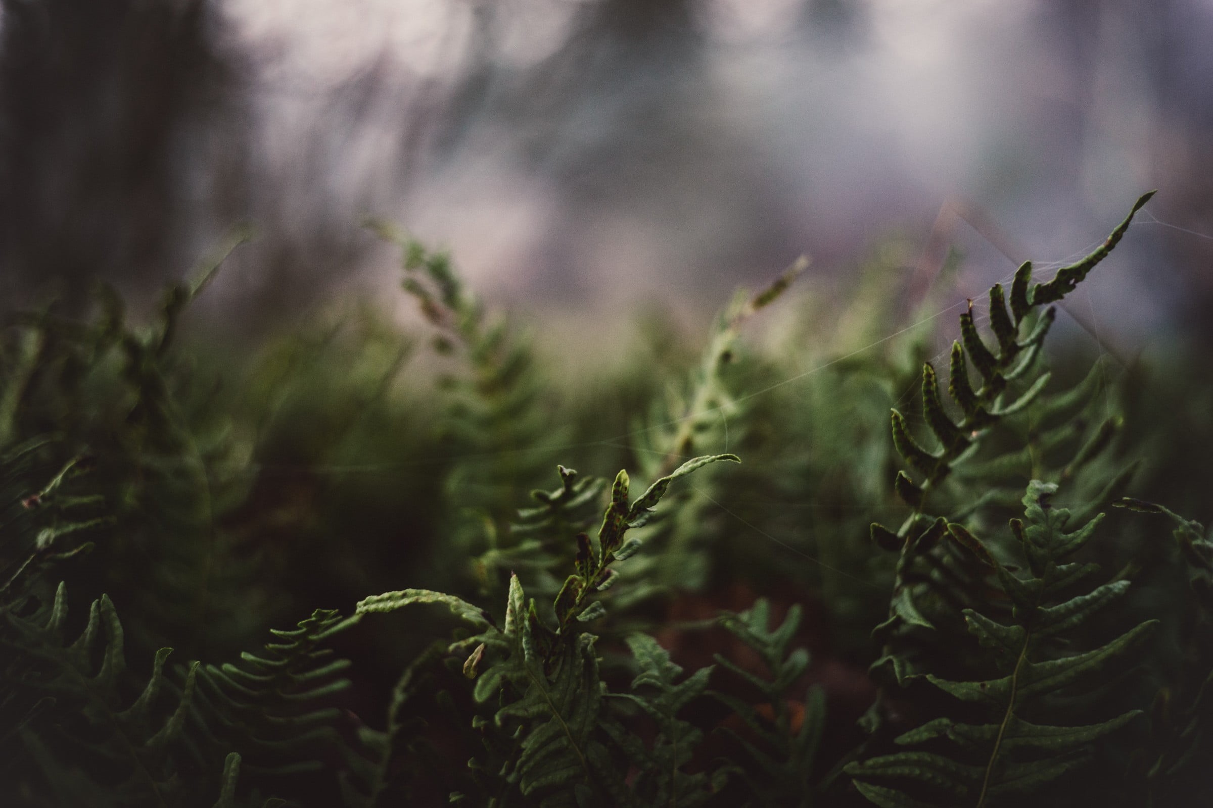 no people, green, agriculture, tea plant, depth of field, tranquility, outdoors, leafed, coniferous tree, day, leaf, focus on foreground, fir tree, green color, HD Wallpaper