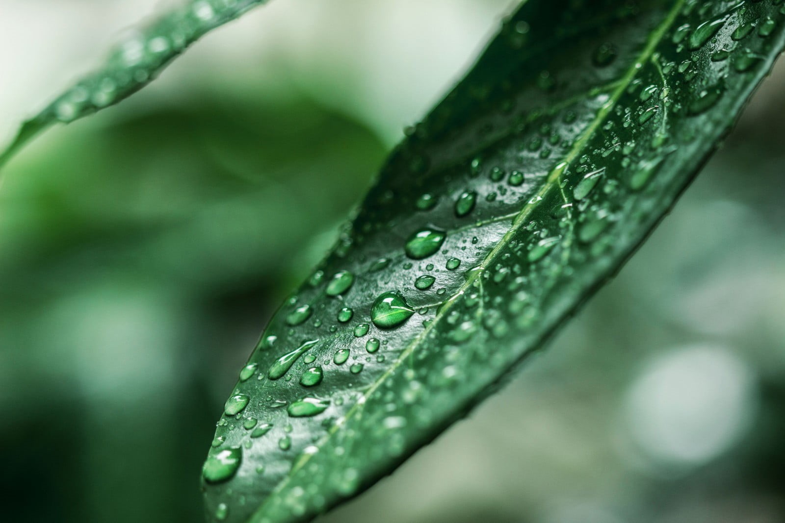 plant part, rain, plants, green, extreme close-up, raindrop, no people, drop, close-up, selective focus, outdoors, water, plant, dew, beauty in nature, HD Wallpaper